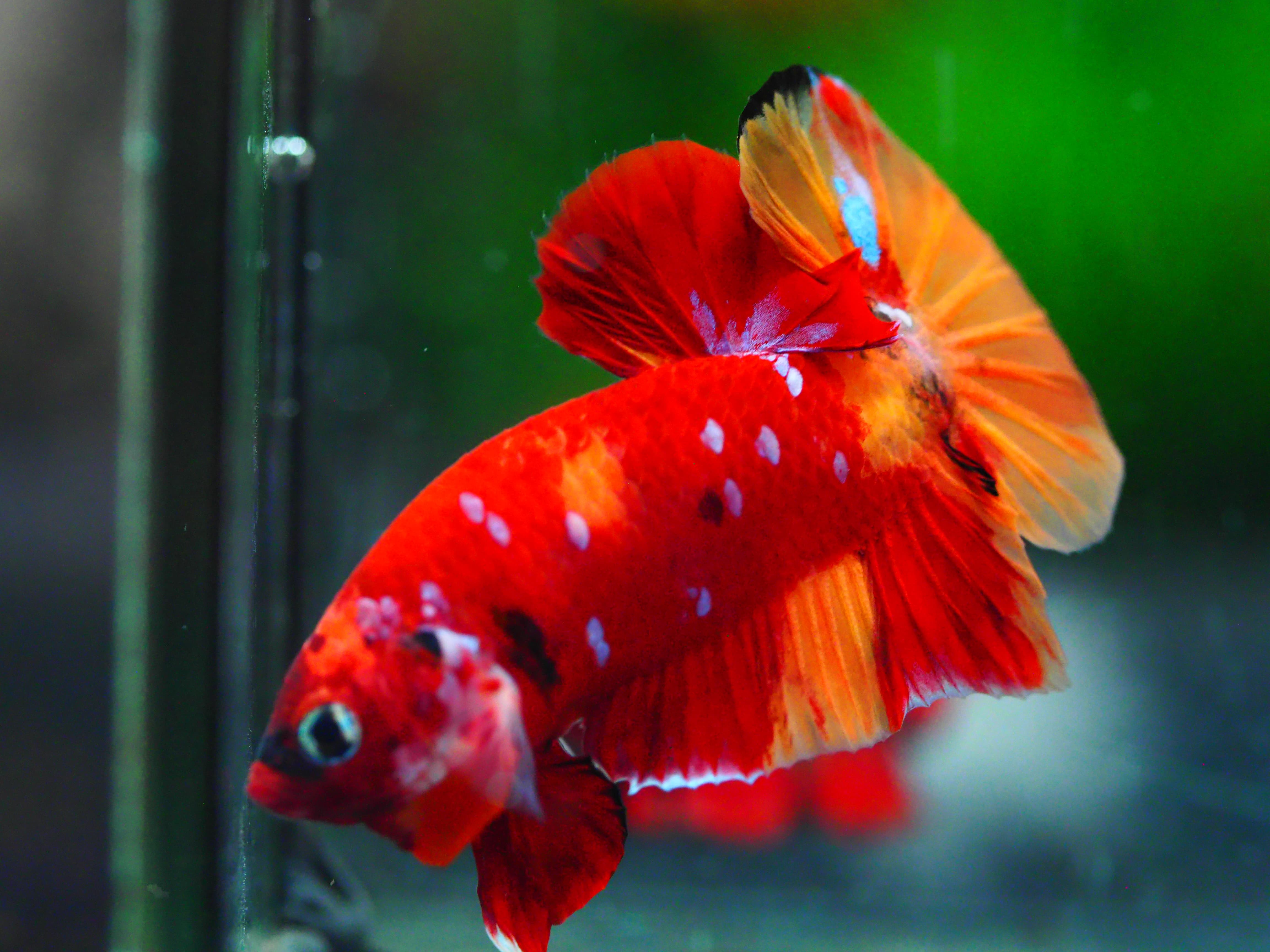 HMPK NEMO GALAXY MALE GRADE A +++