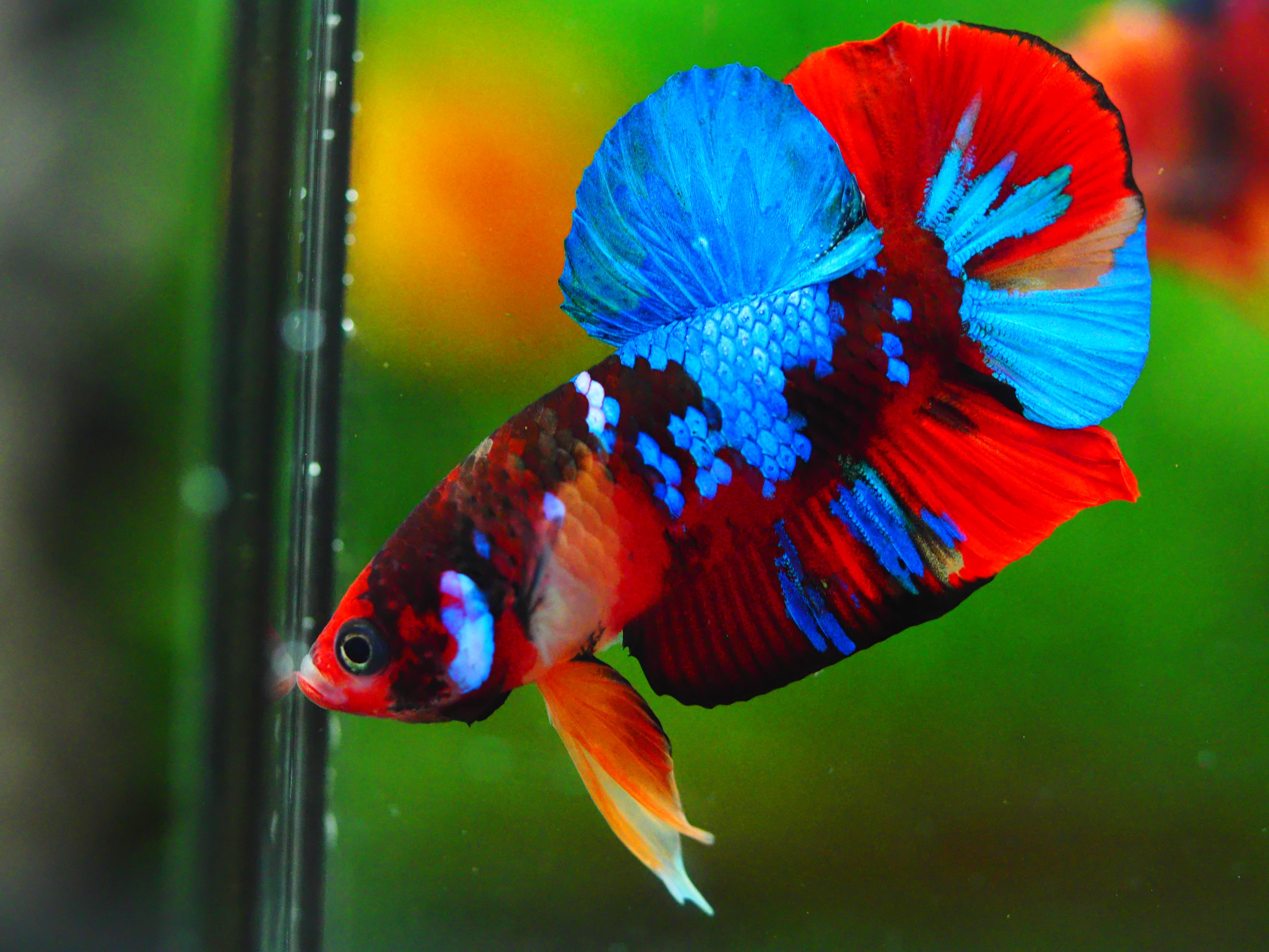 HMPK KOI GALAXY MALE GRADE A +++