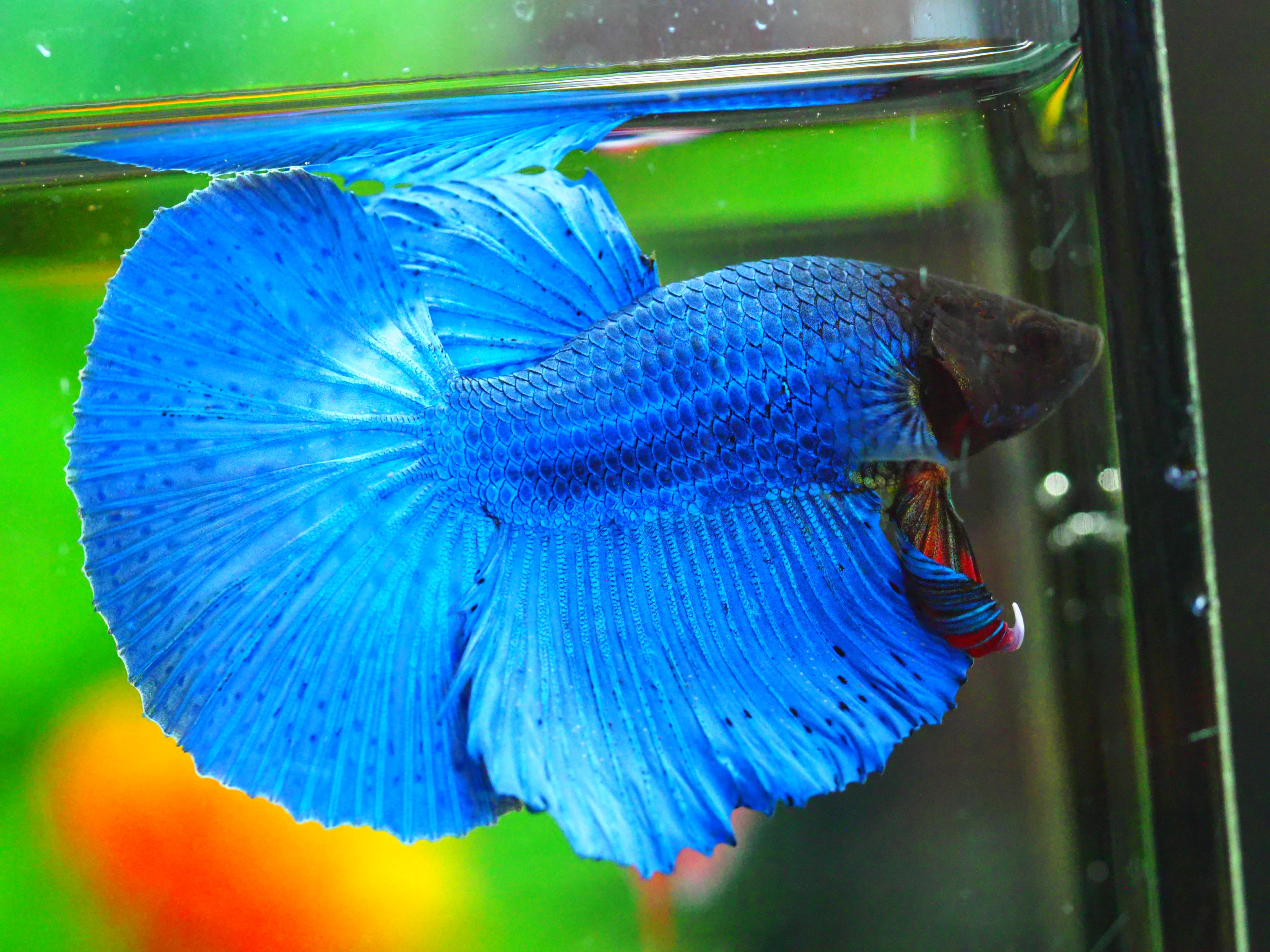 HM FANCY MALE GRADE A +++