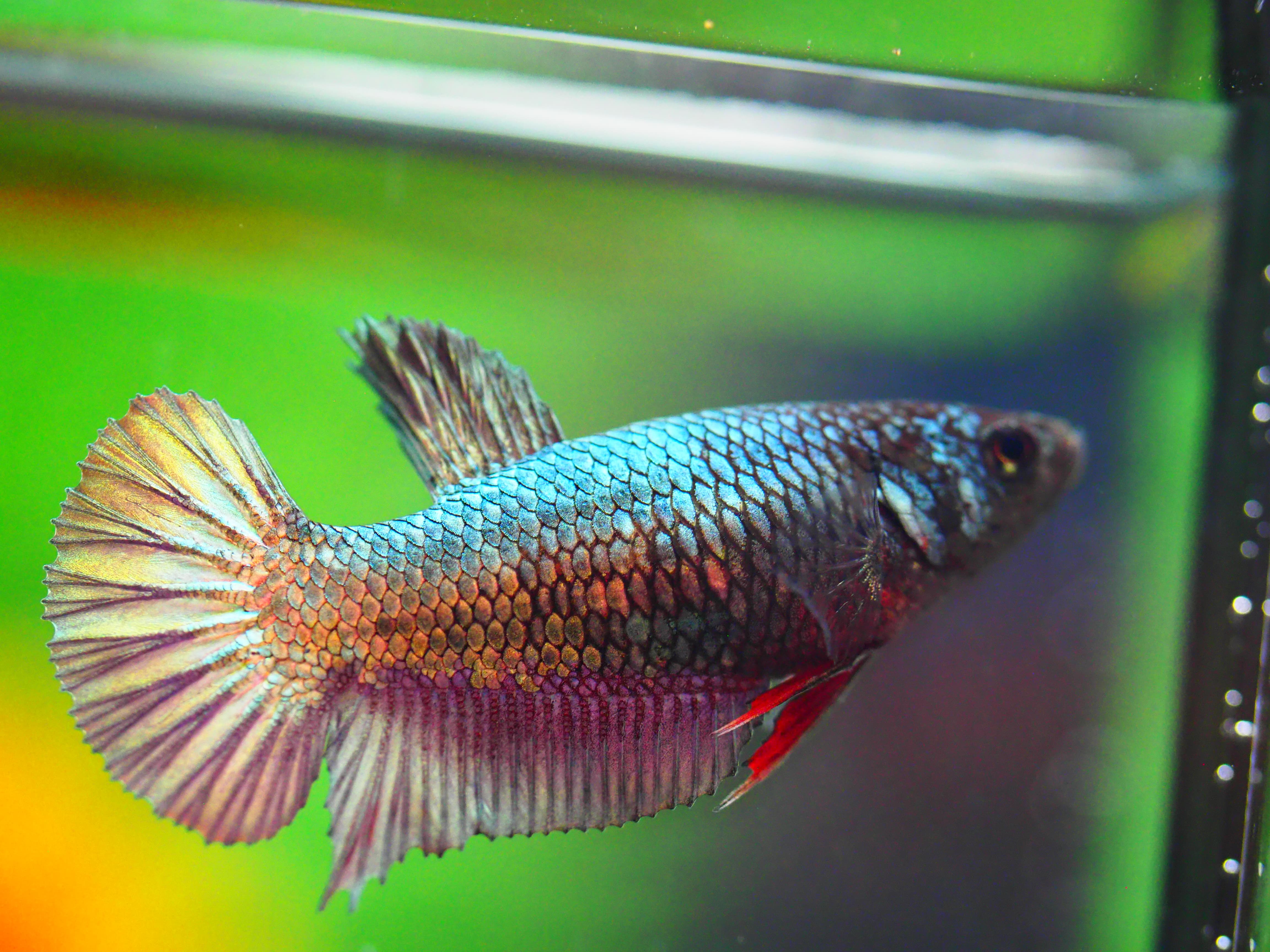 HMPK COPPER FNMALE GRADE A +++