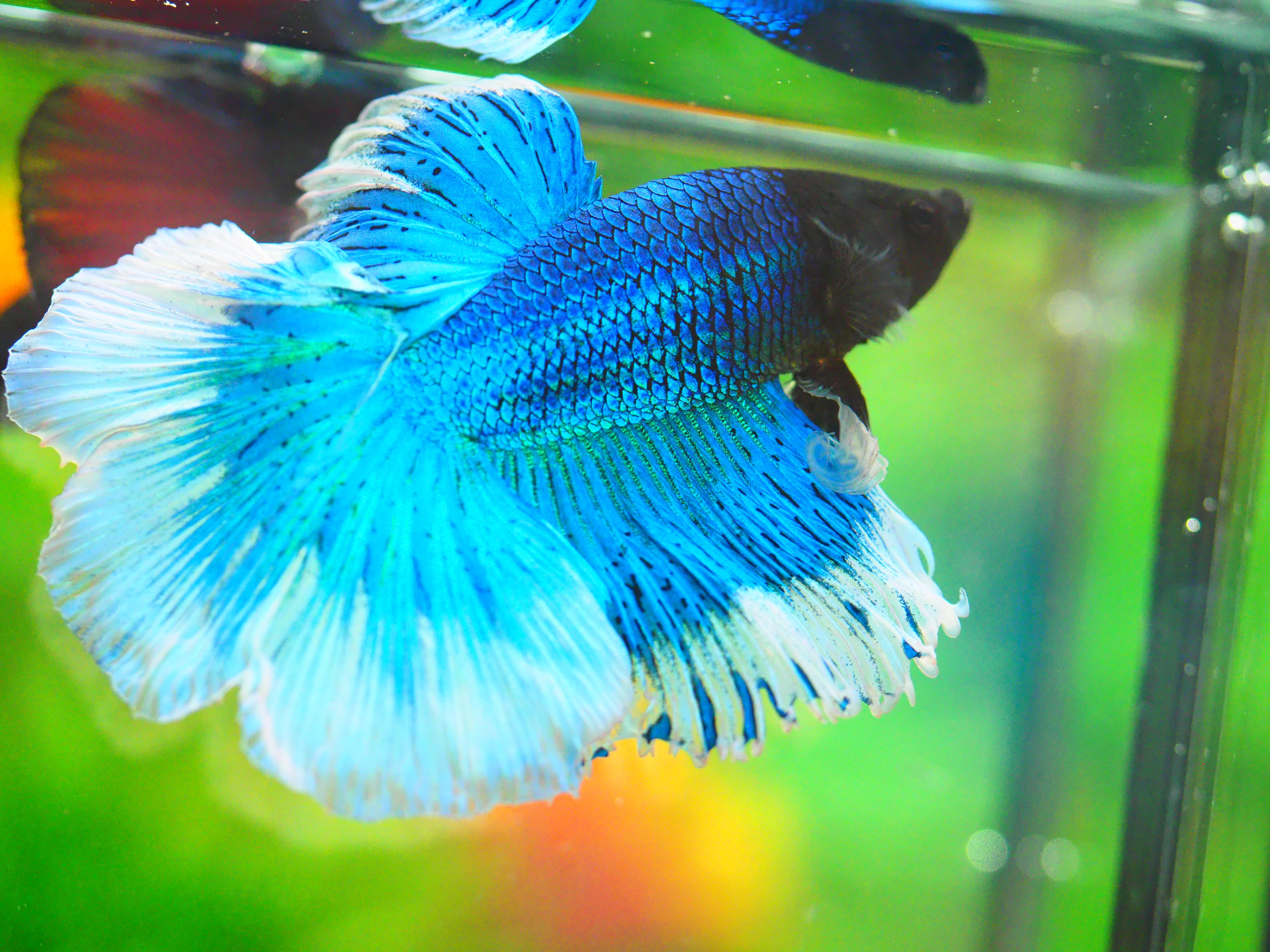 HM FANCY MALE GRADE A +++