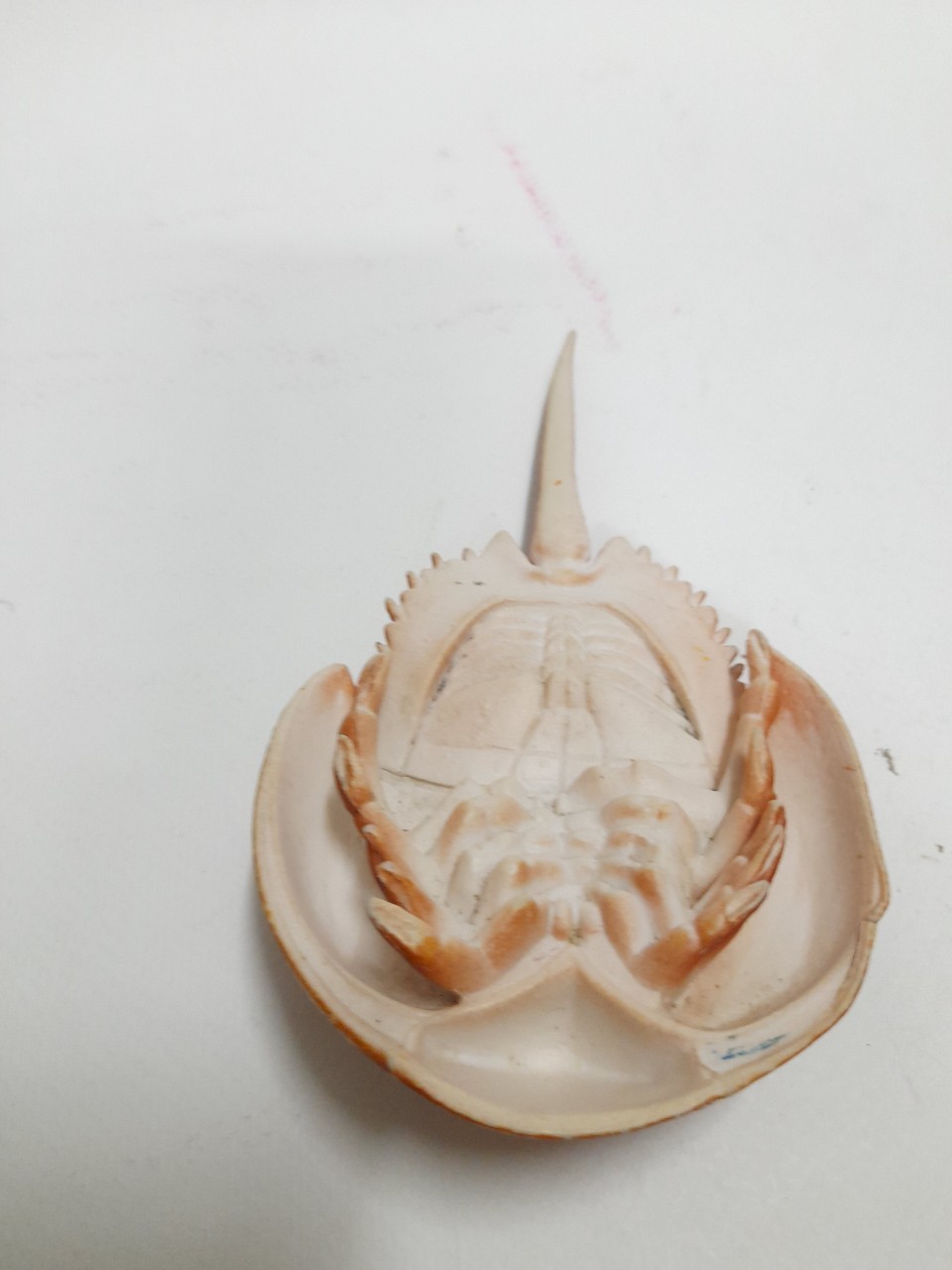 ฟิกเกอร์ ซอฟ #แมงดาทะเล ลงสีสำเร็จขนาดตามรูป มือสองสภาพดี ไม่มีตัวปั๊ม มีรอยบ้าง