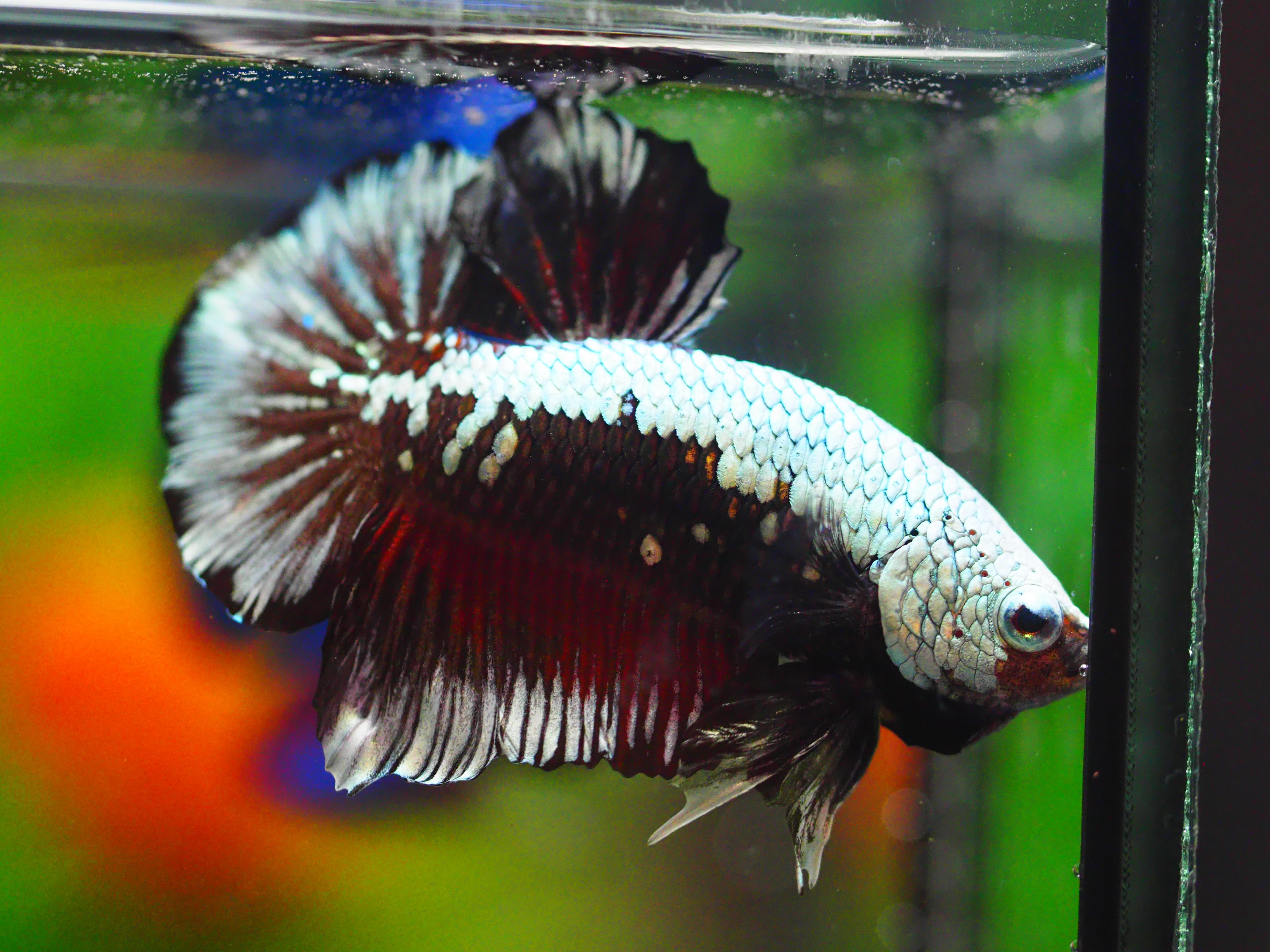 HMPK BLACK DRAGON MALE GRADE A +++