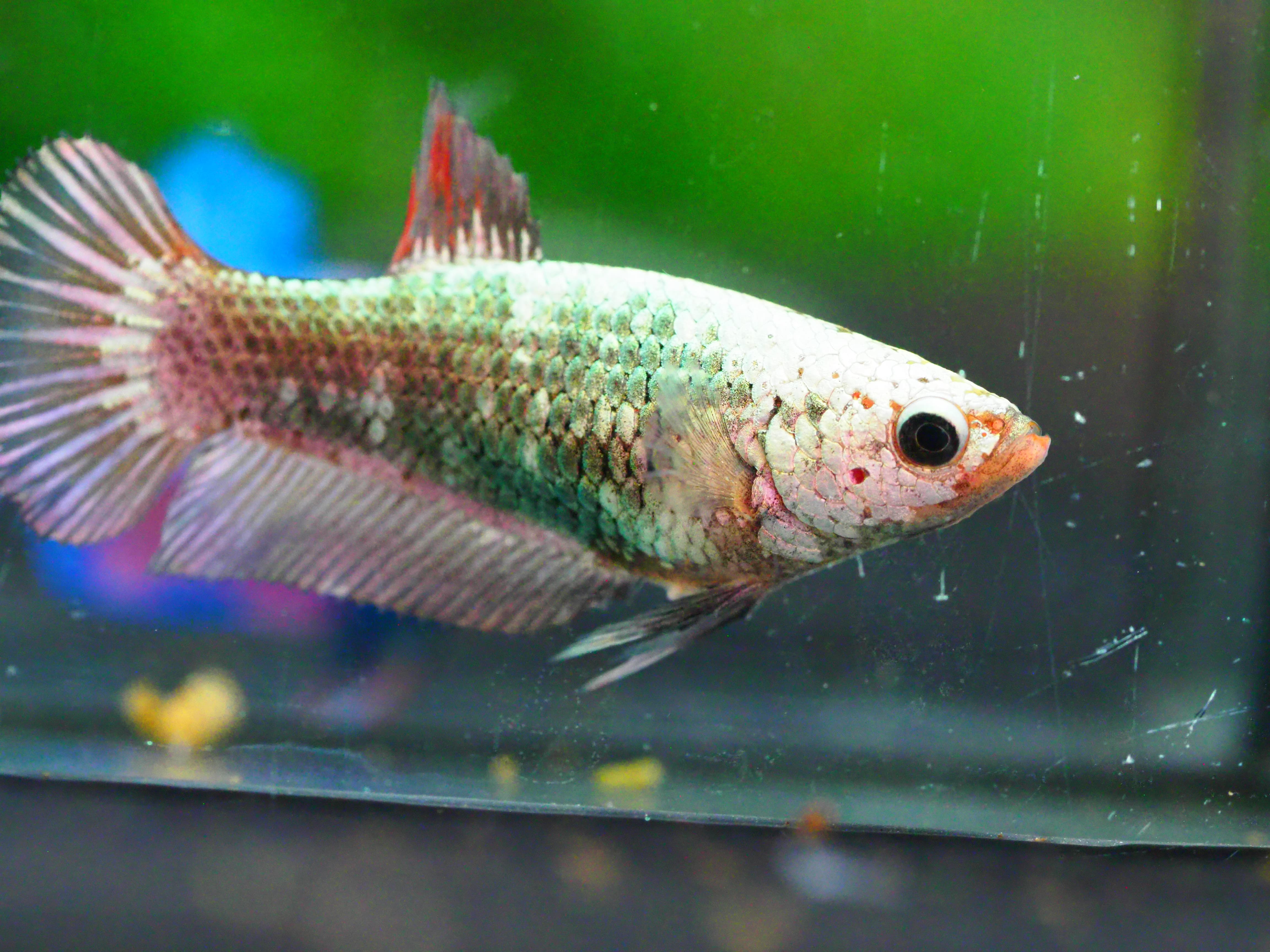 HMPK FANCY MALE GRADE A +++