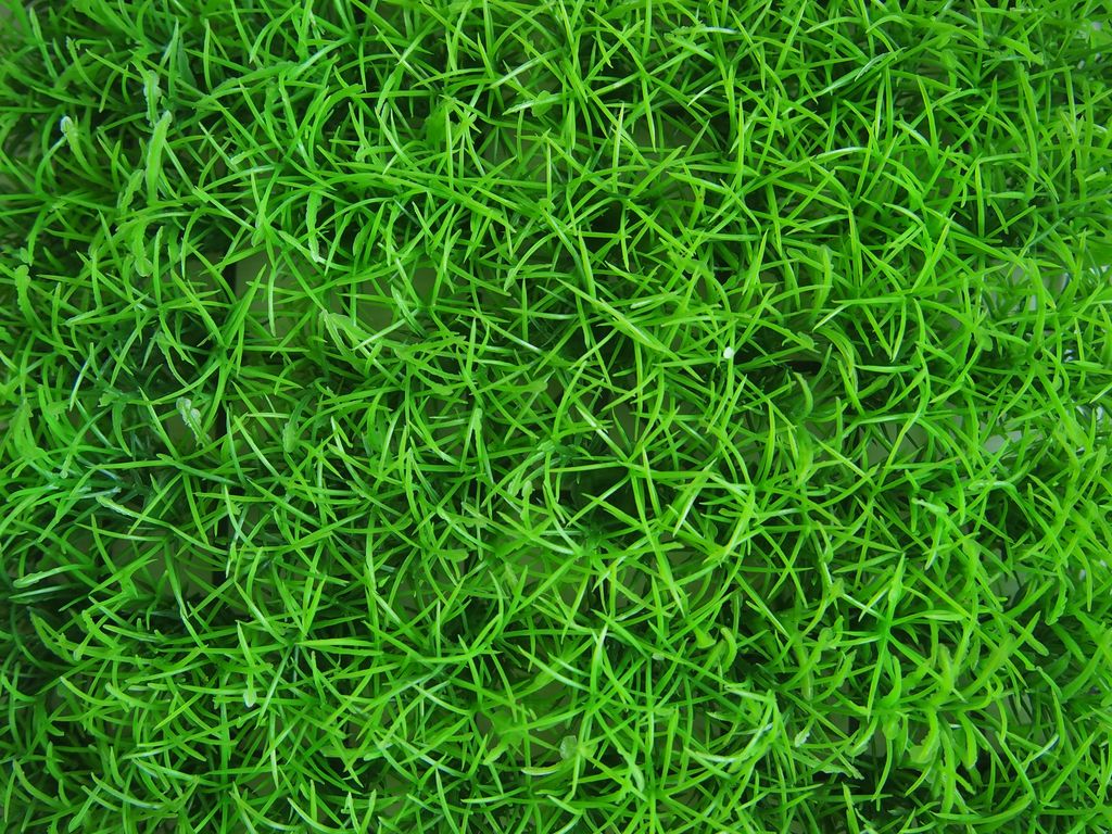 หญ้าญี่ปุ่น (Japanese Lawn Grass)