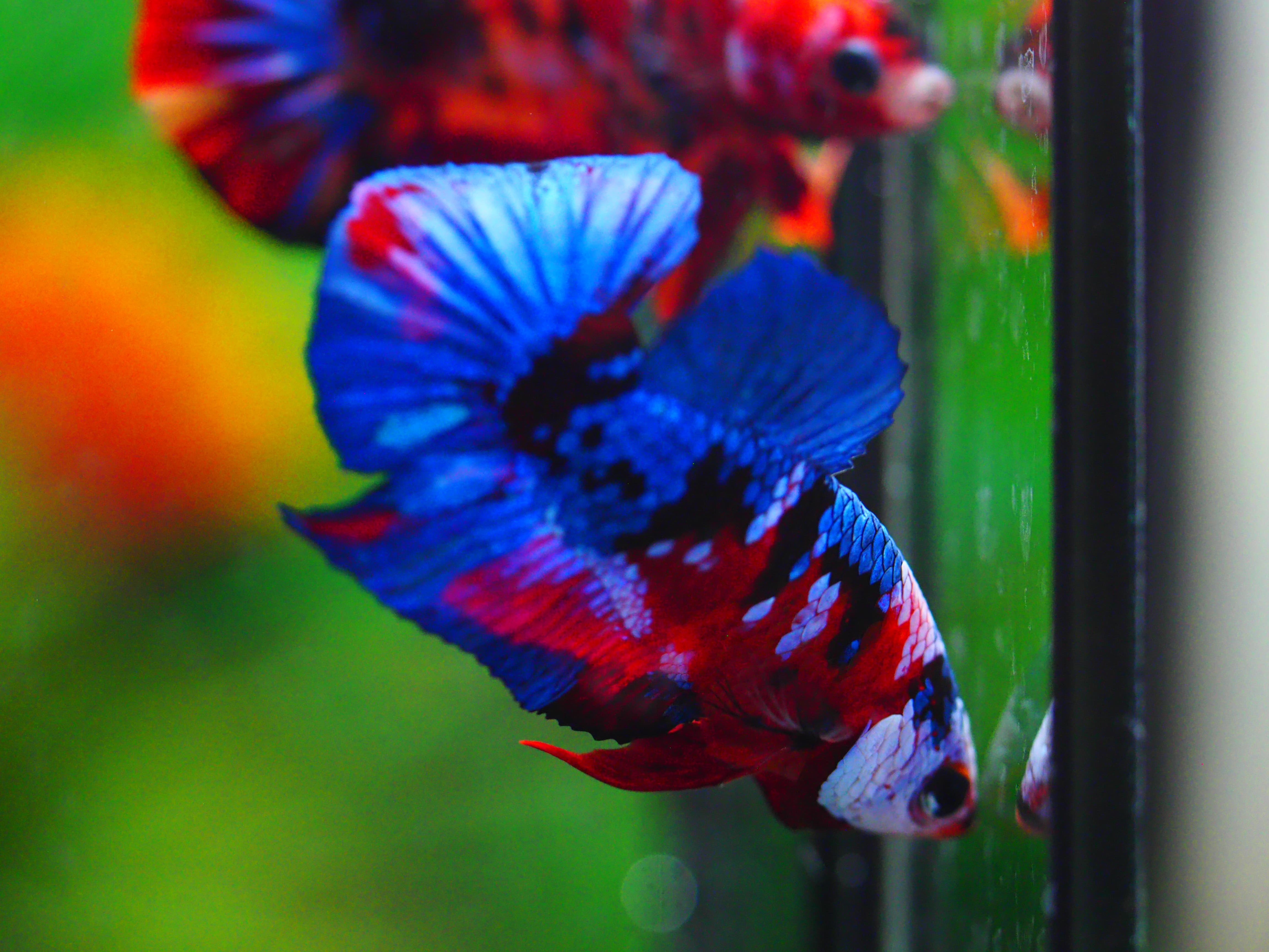 HMPK KOI GALAXY MALE GRADE A +++