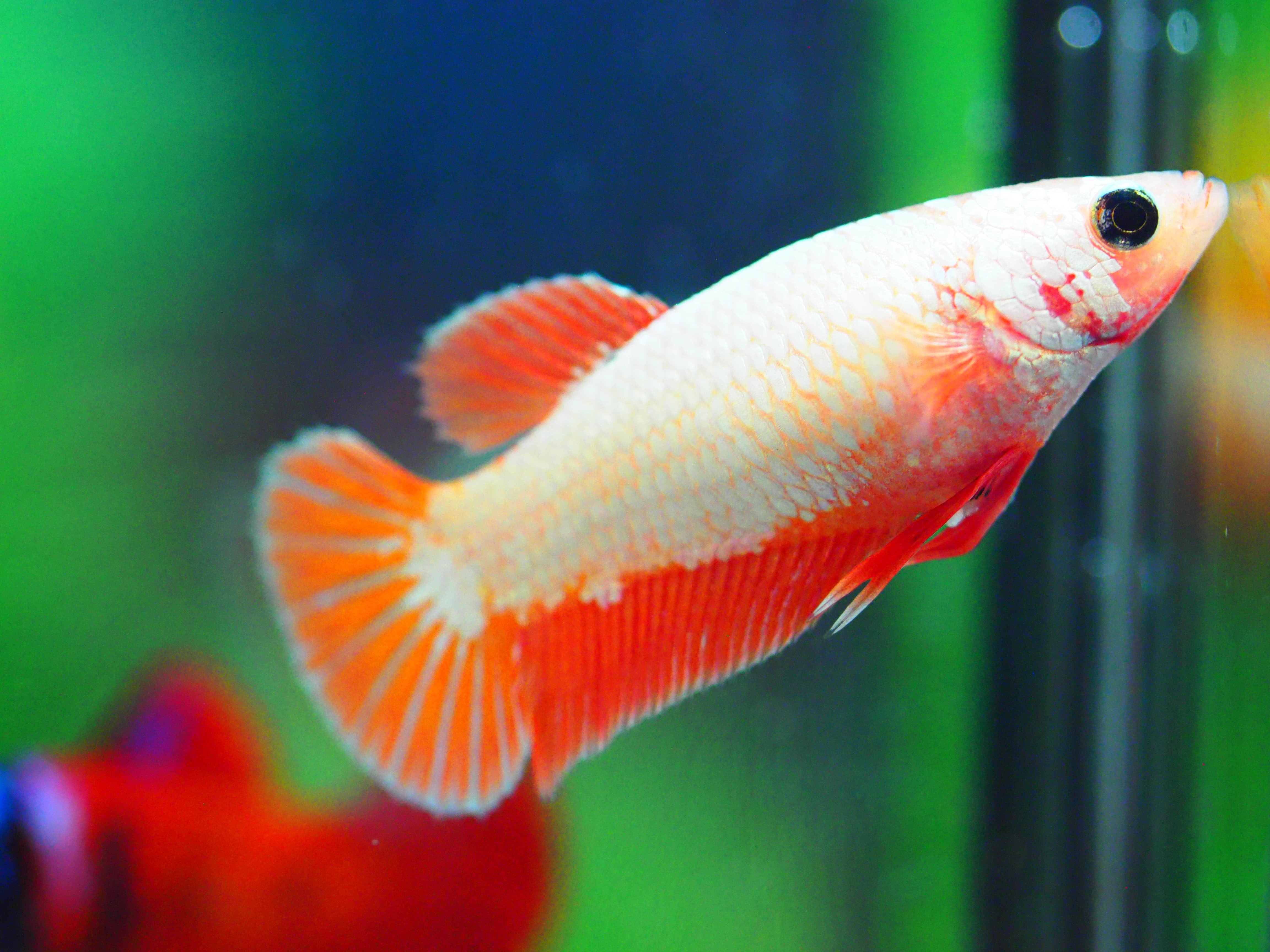 HMPK COPPER FNMALE GRADE A +++