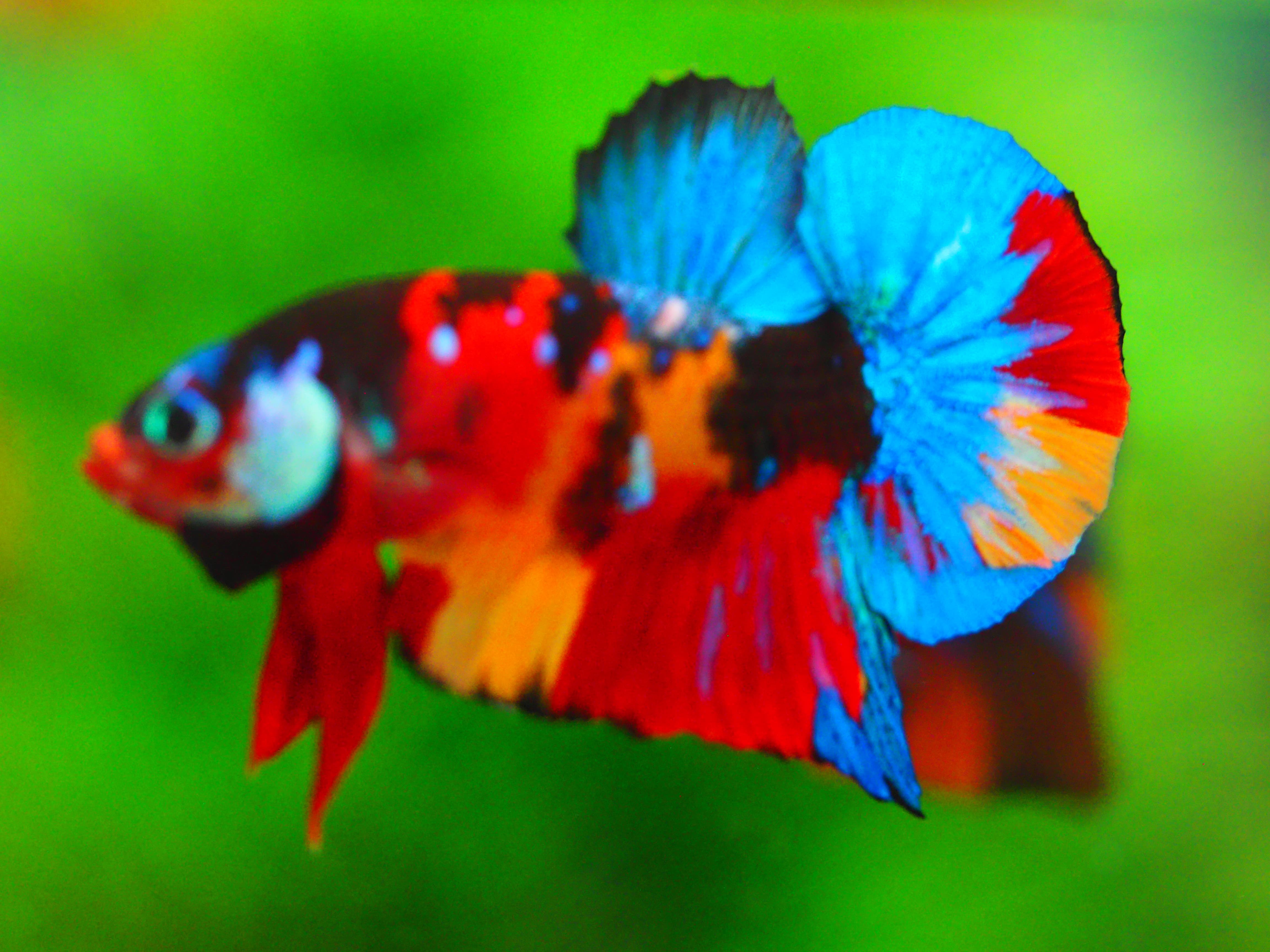 HMPK NEMO GALAXY MALE GRADE A +++