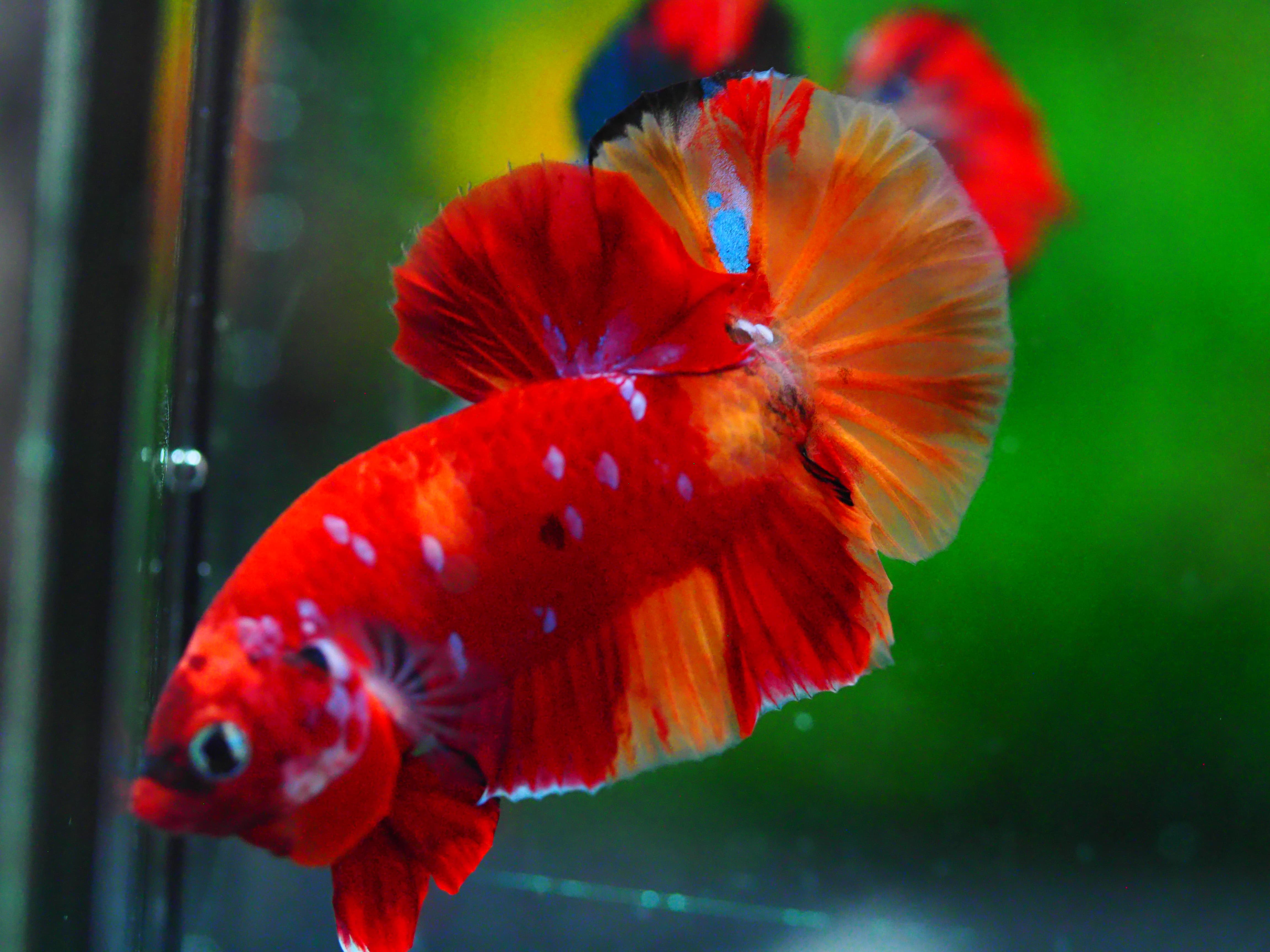 HMPK NEMO GALAXY MALE GRADE A +++