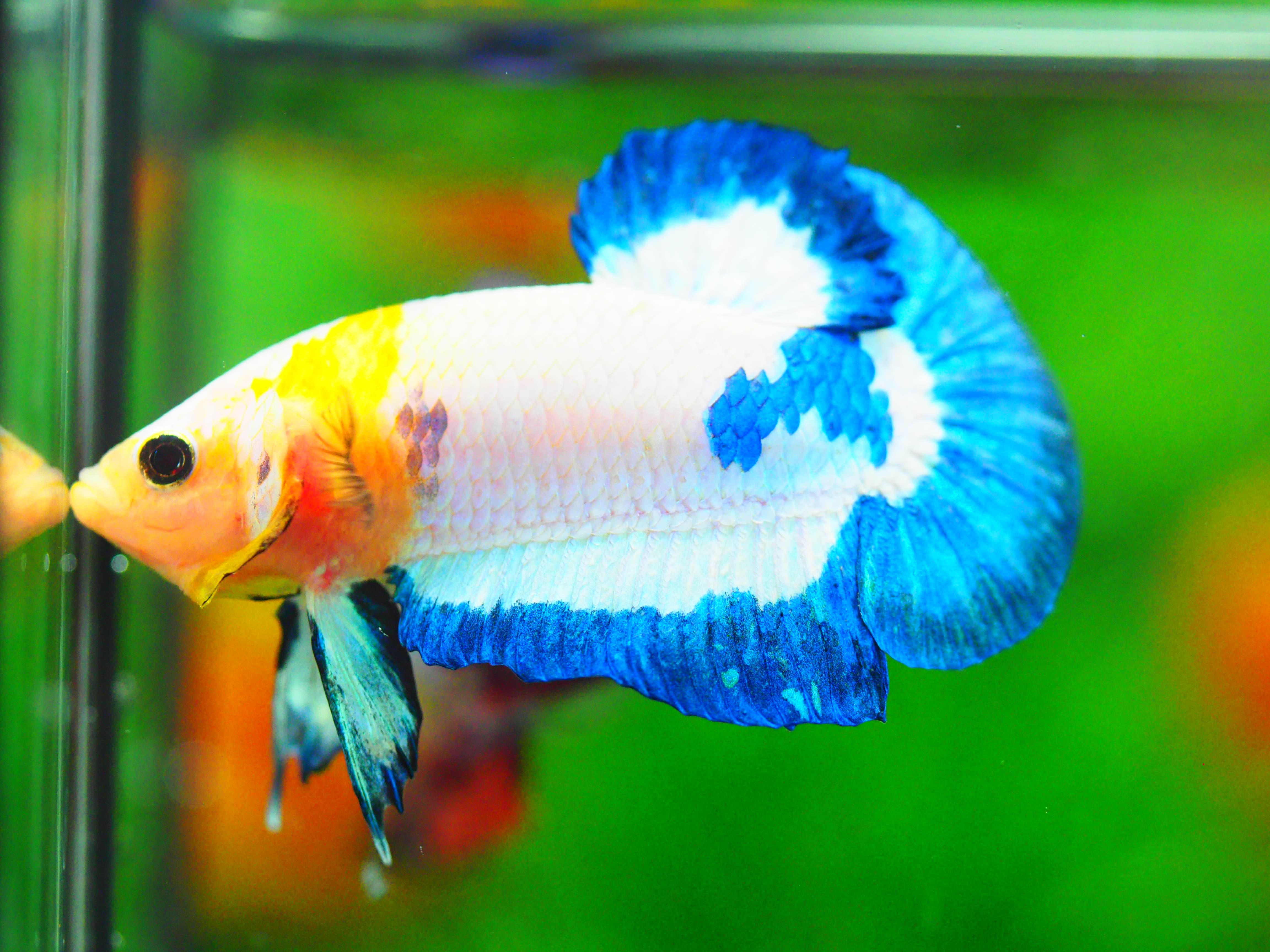 HMPK FANCY MALE GRADE A +++