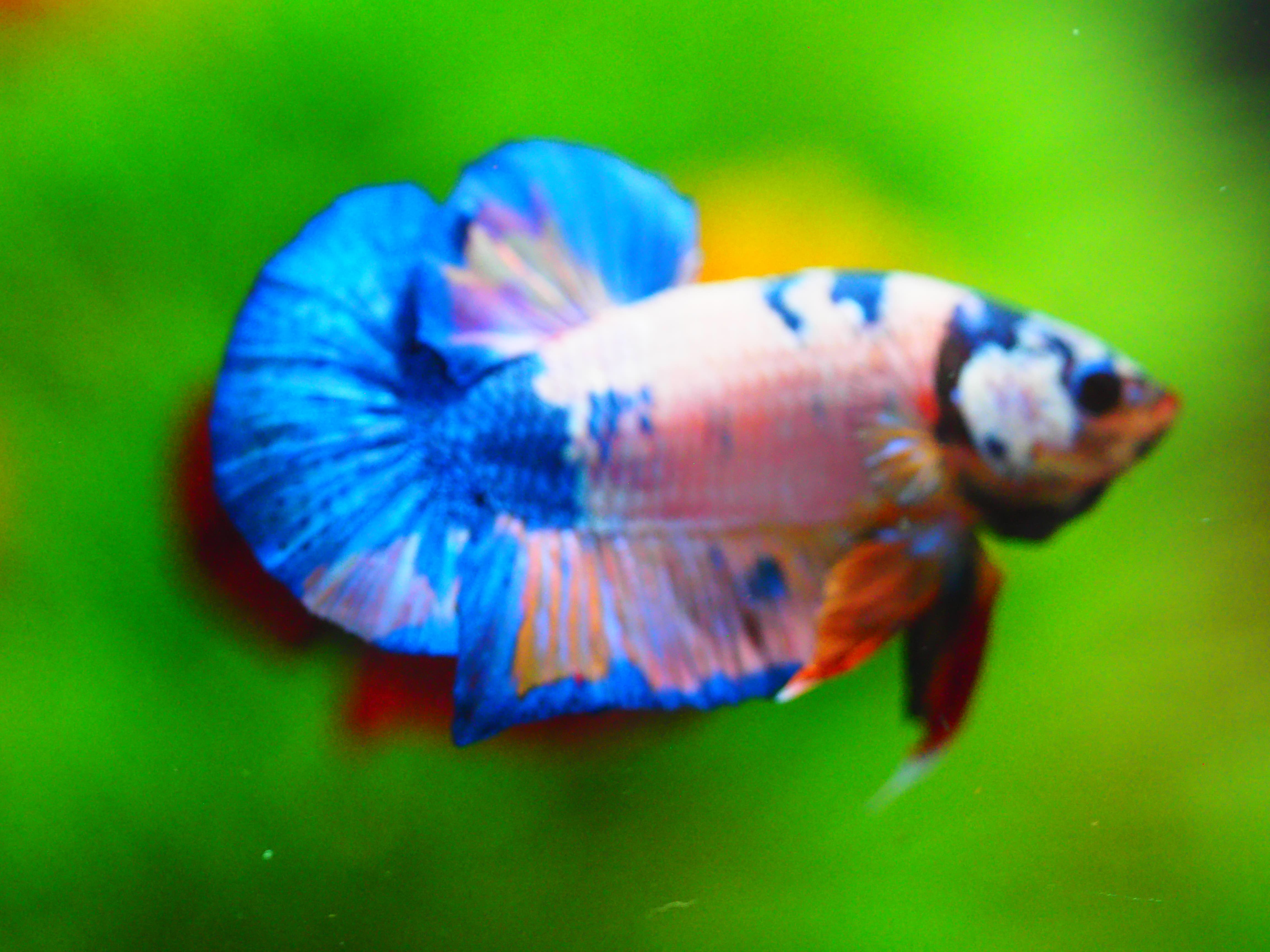 HMPK KOI FANCY MALE GRADE A +++