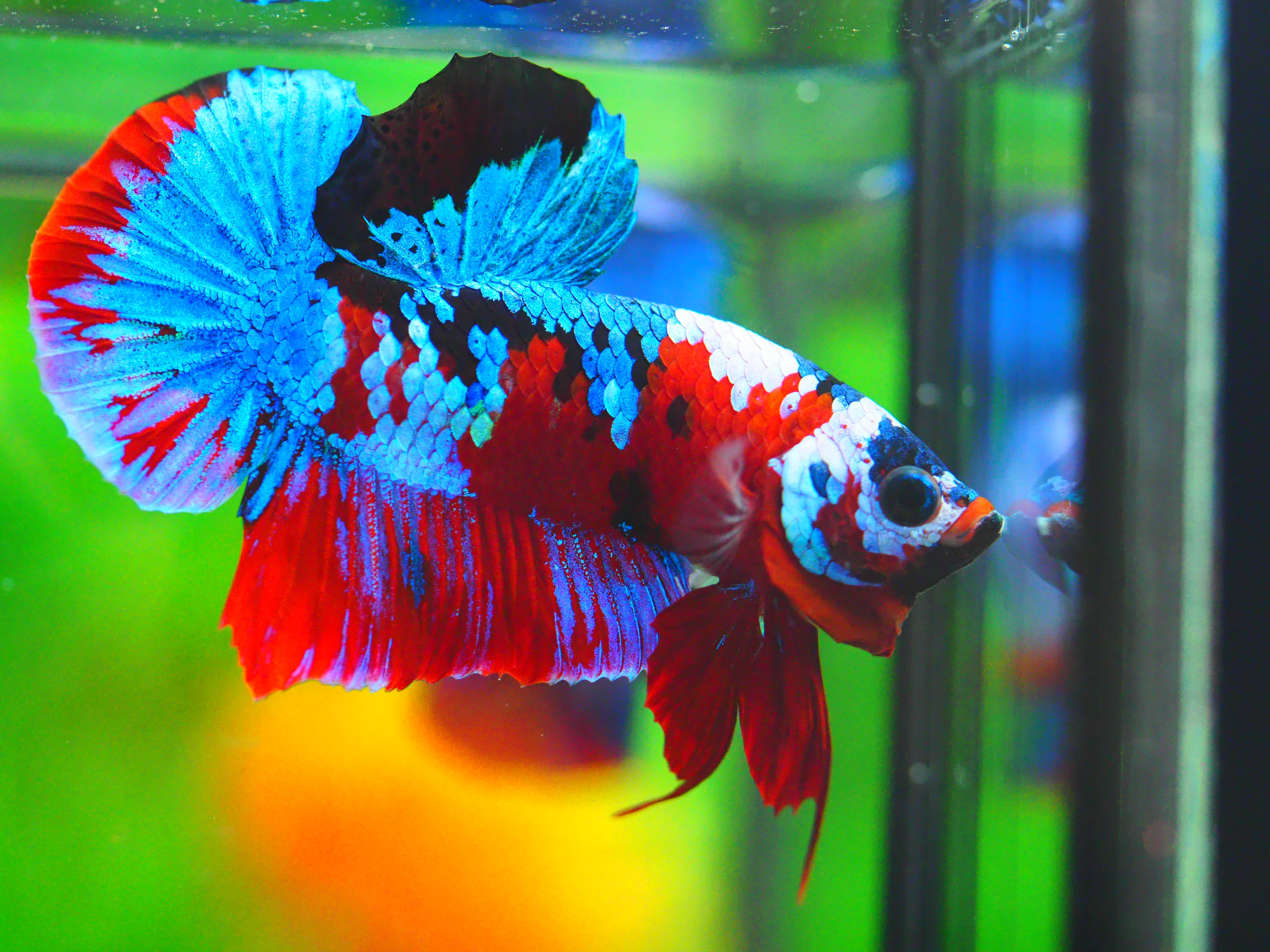 HMPK KOI GALAXY MALE GRADE A +++