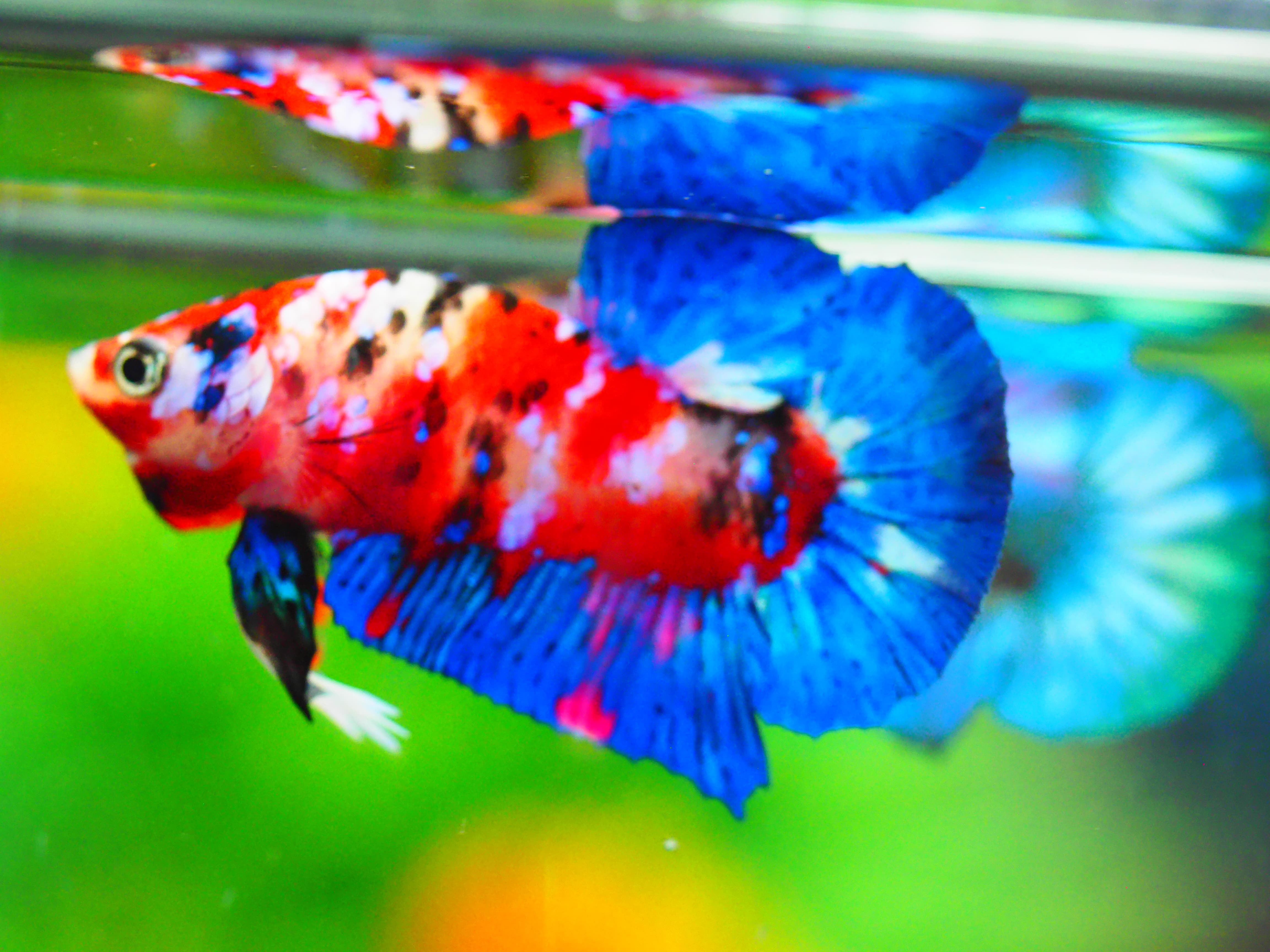 HMPK KOI GALAXY MALE GRADE A +++