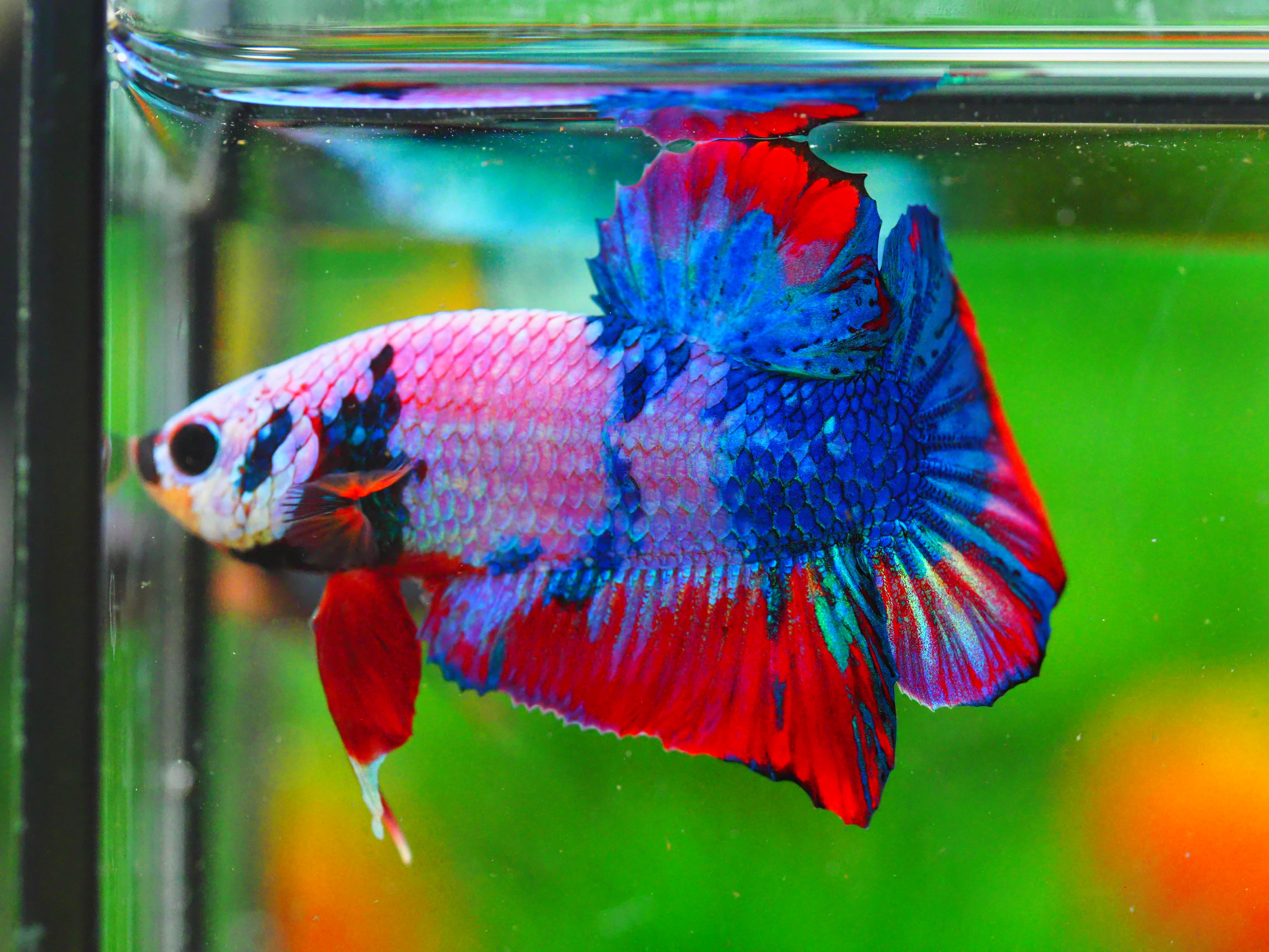 HMPK KOI FANCY MALE GRADE A +++