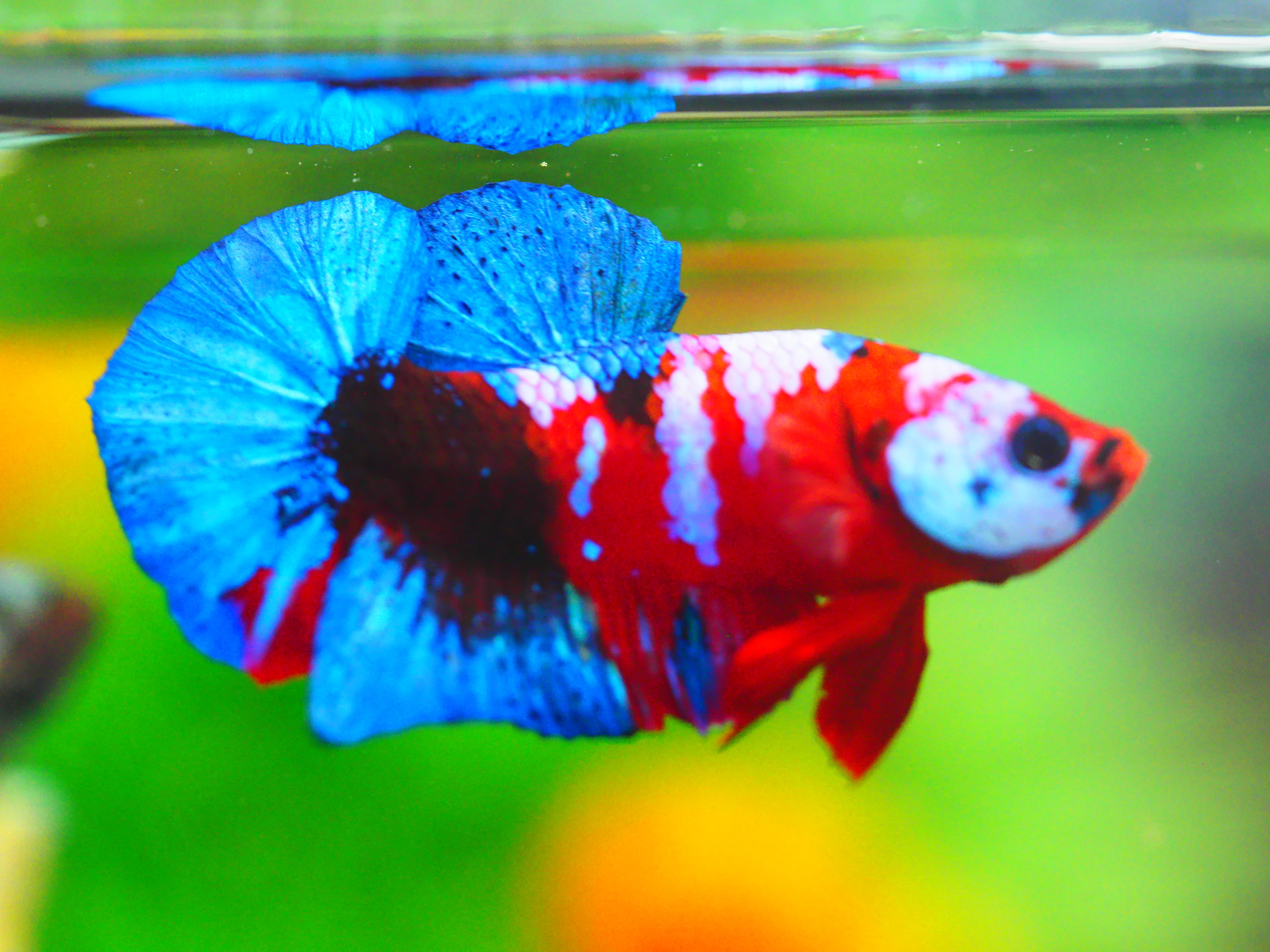 HMPK KOI GALAXY MALE GRADE A +++