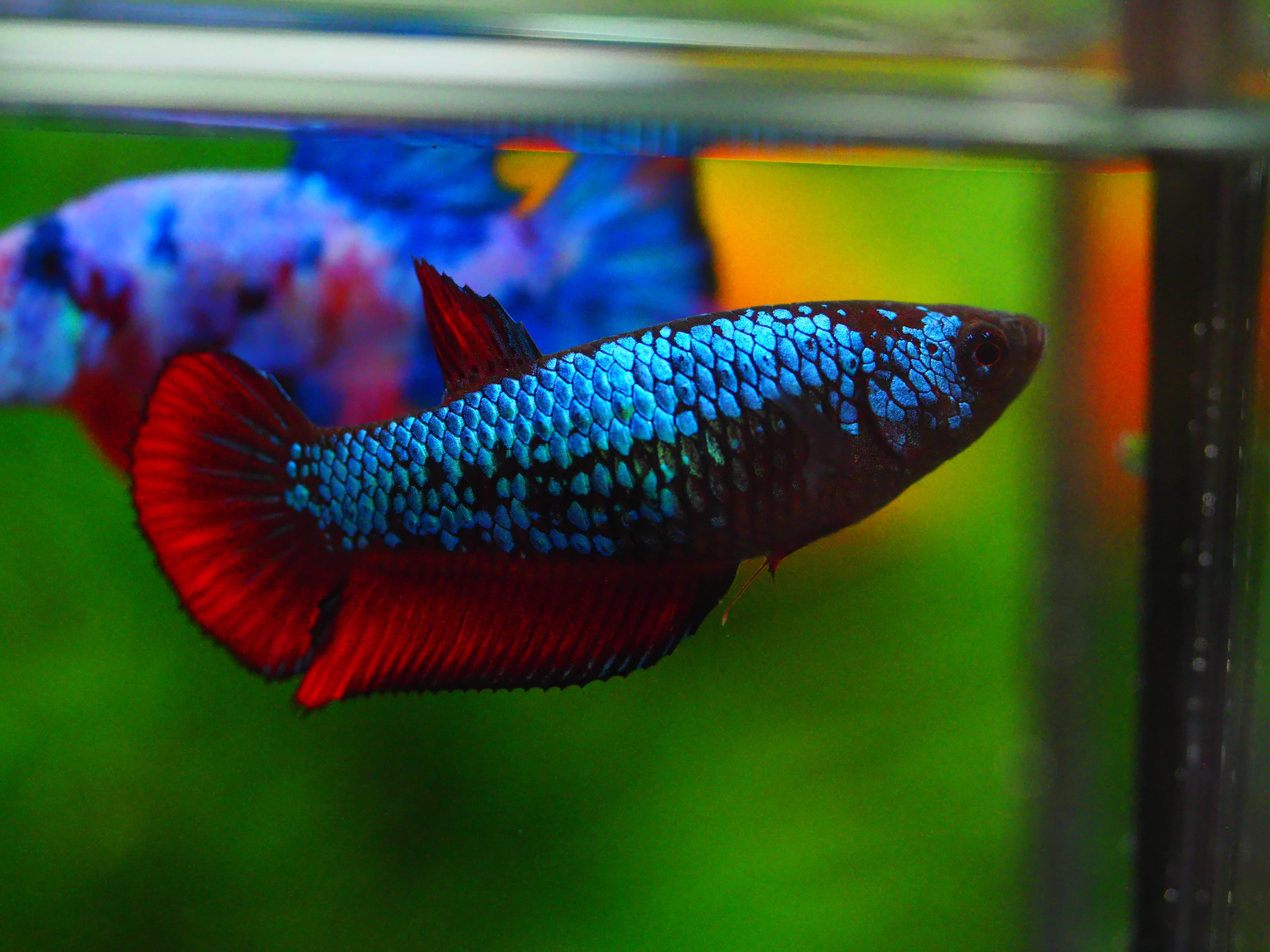 HMPK FANCY FEMALE GRADE A +++