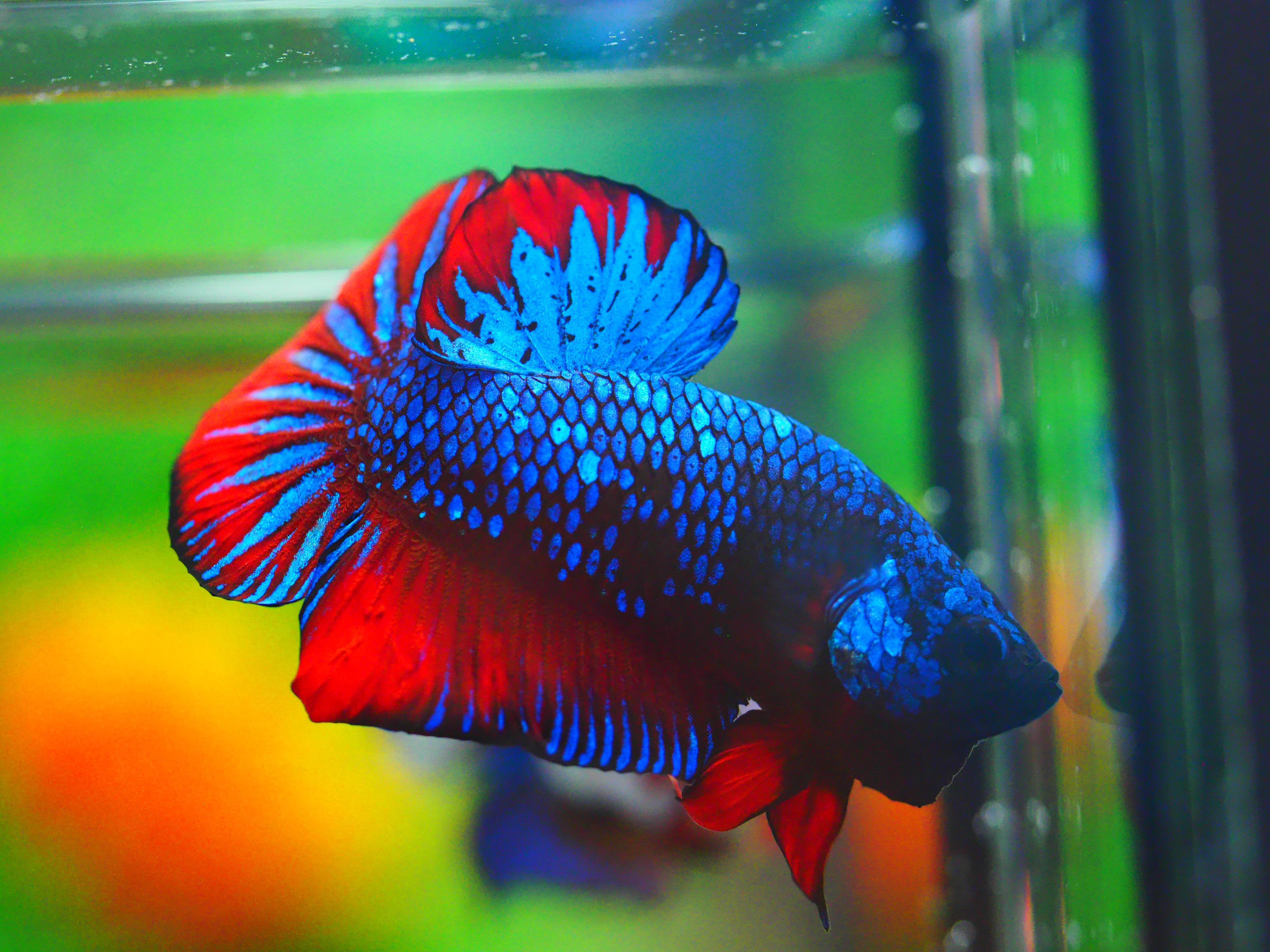 HMPK FANCY MALE GRADE A +++