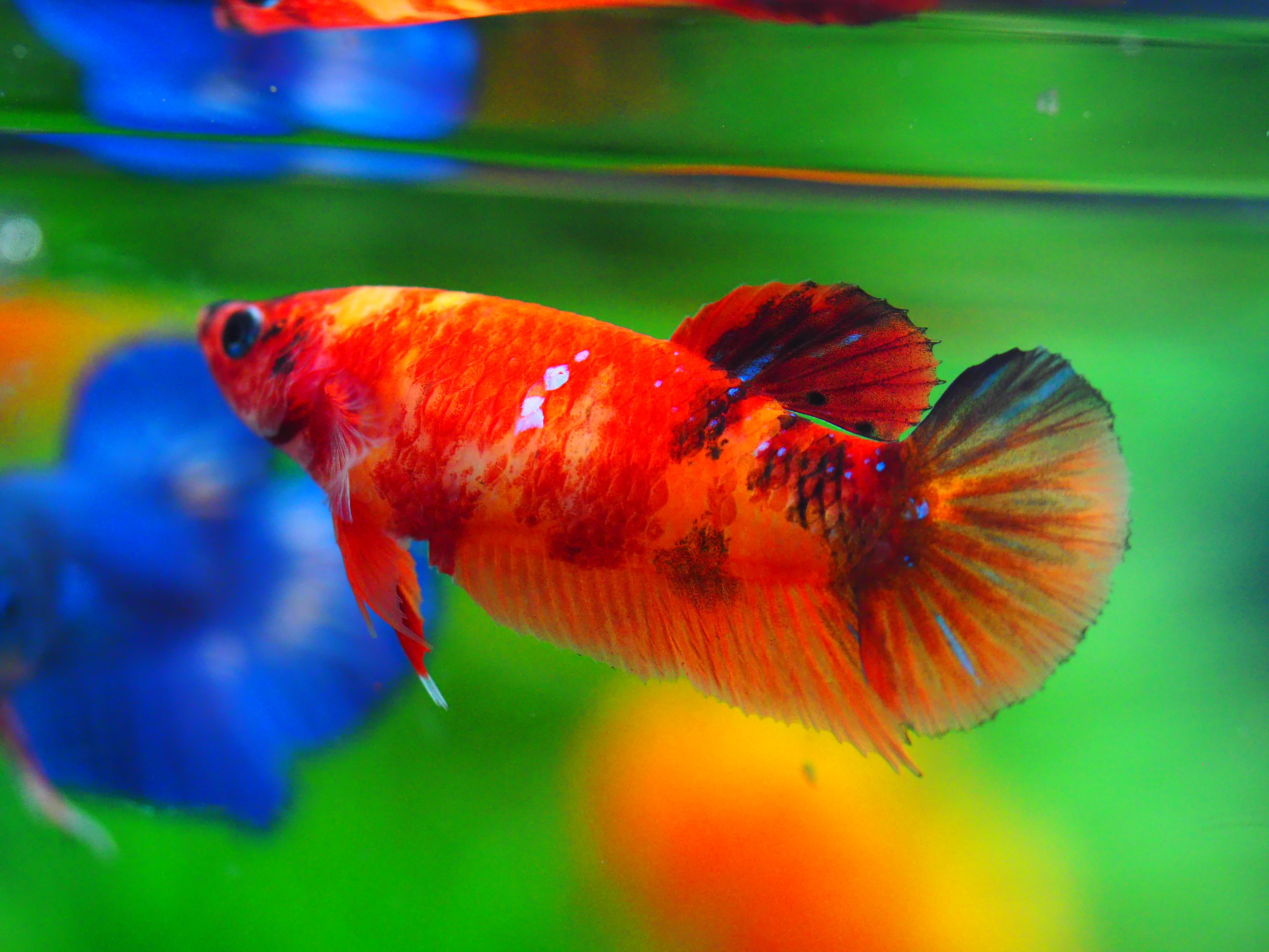 HMPK KOI GLAXY GRADE A++ FEMALE