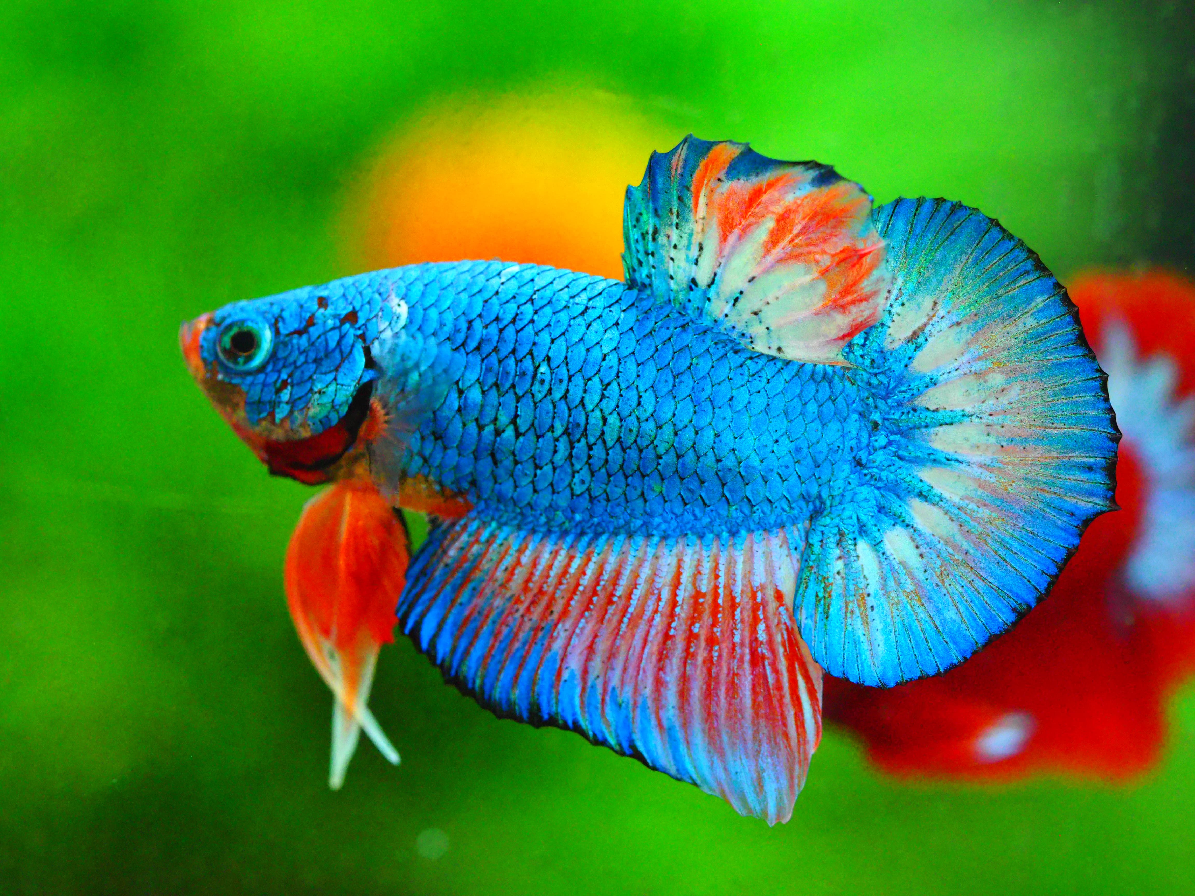 HMPK FANCY MALE GRADE A +++