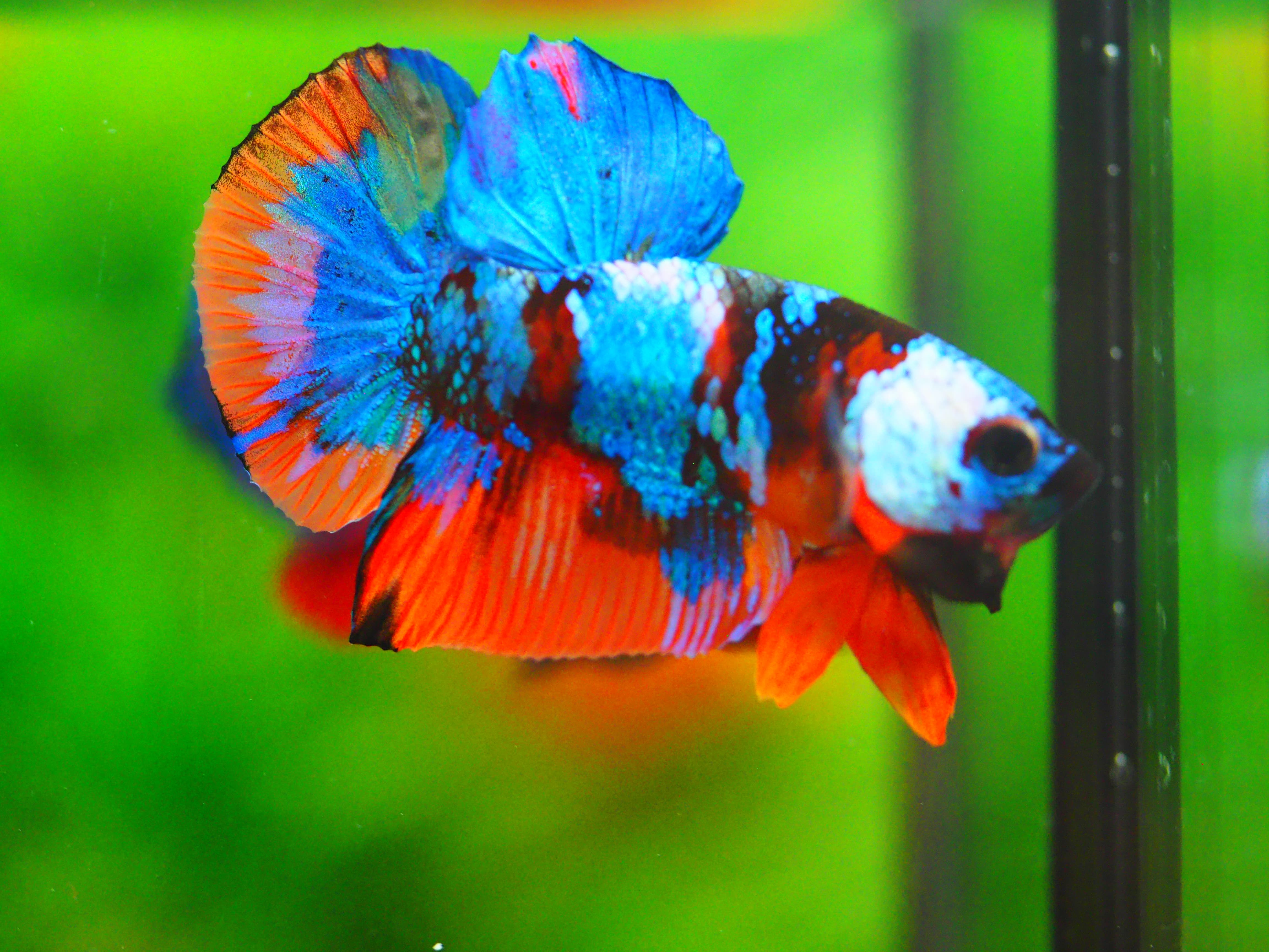 HMPK NEMO GALAXY MALE GRADE A +++