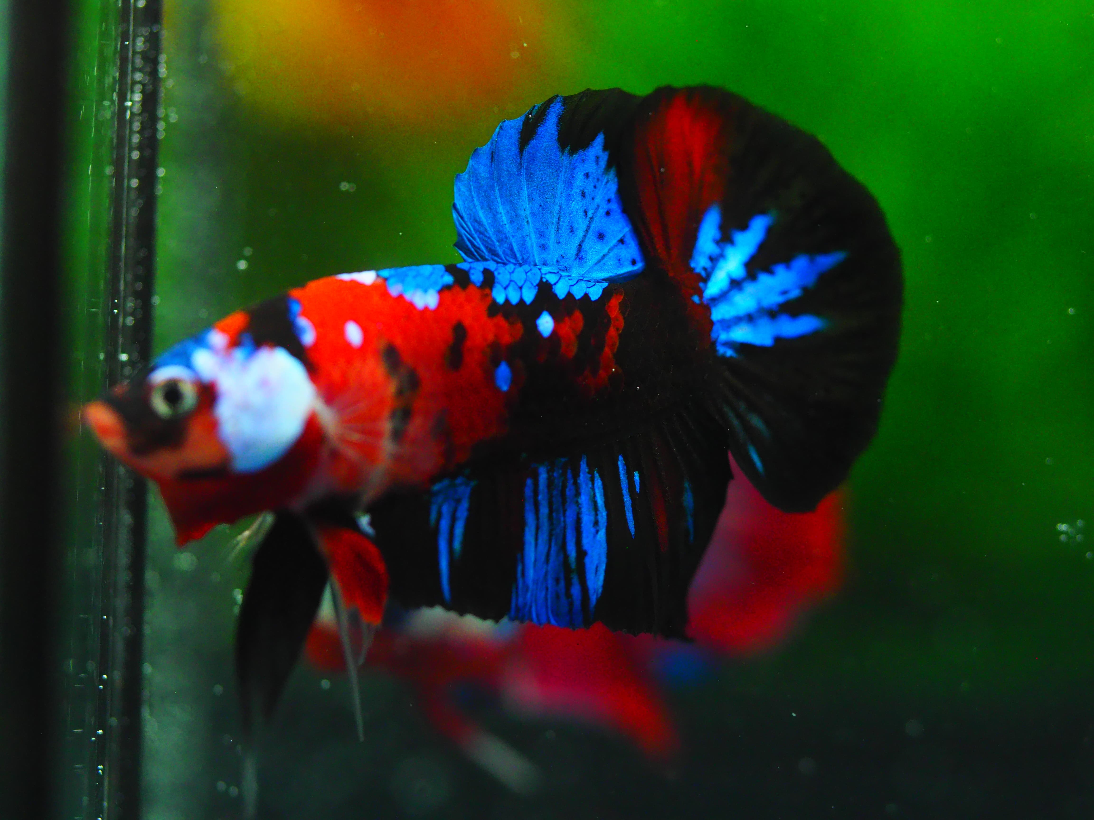 HMPK KOI GALAXY MALE GRADE A++