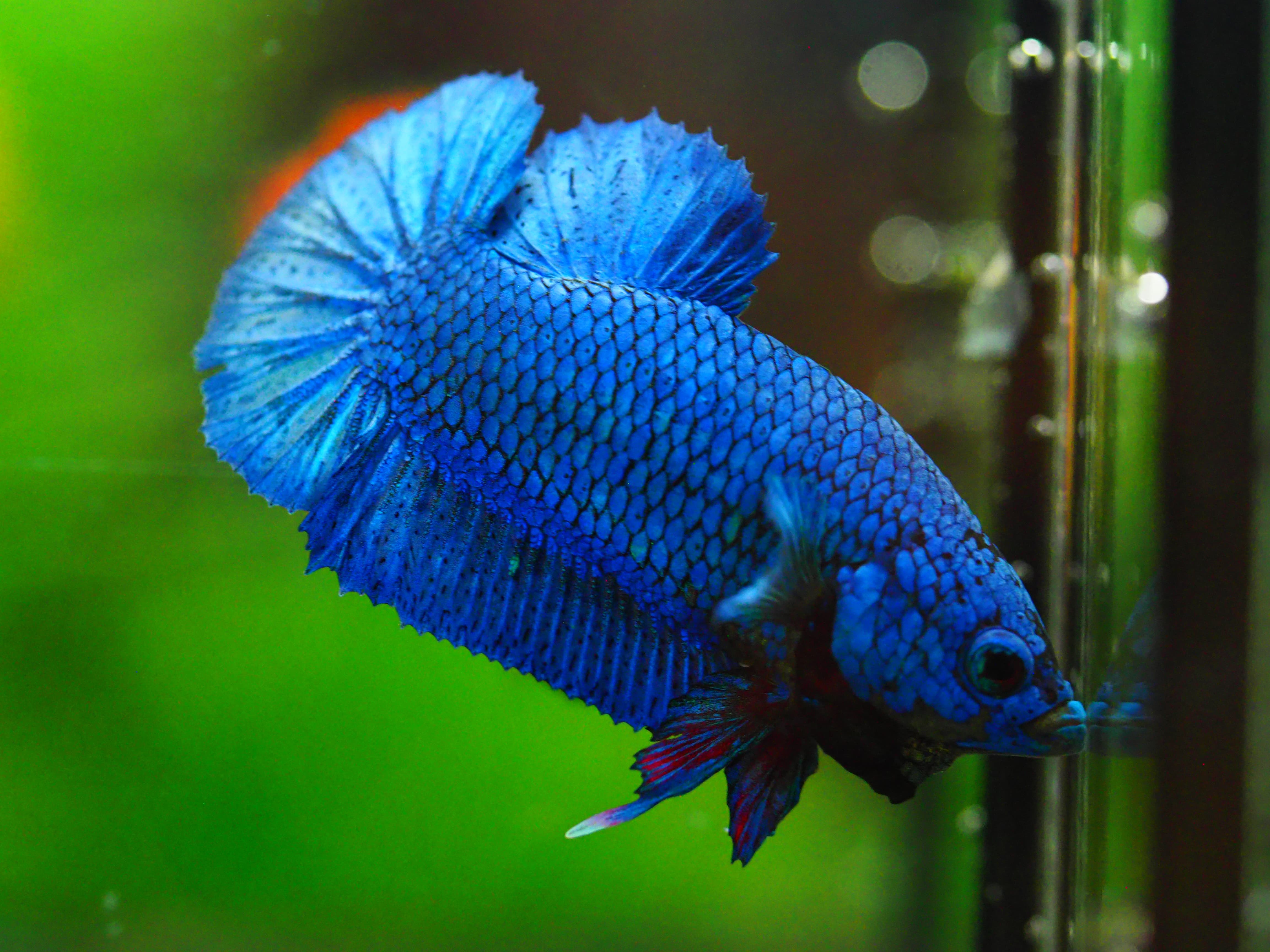 HMPK FANCY MALE GRADE A +++