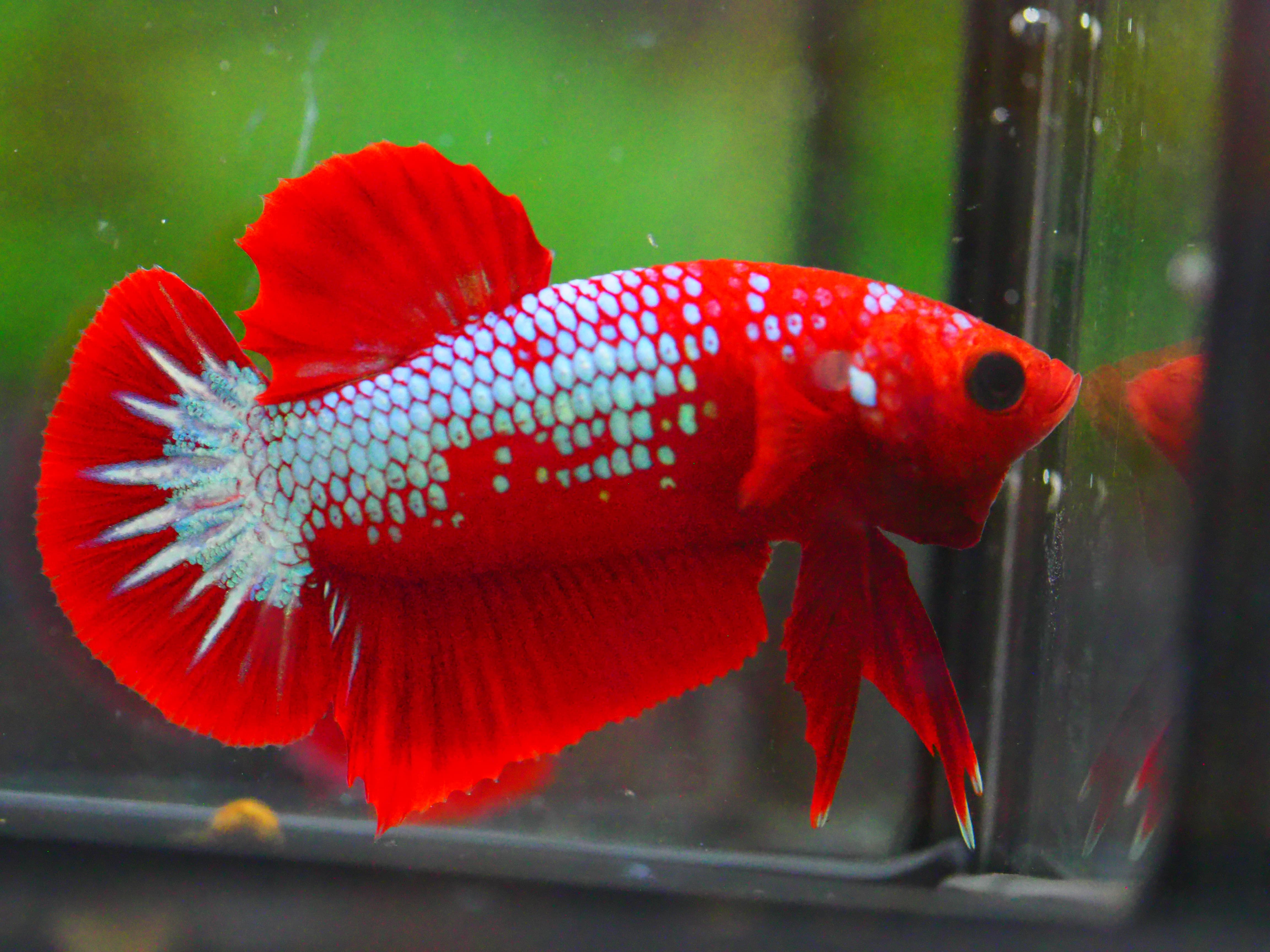 HMPK HELLBOY MALE GRADE A +++