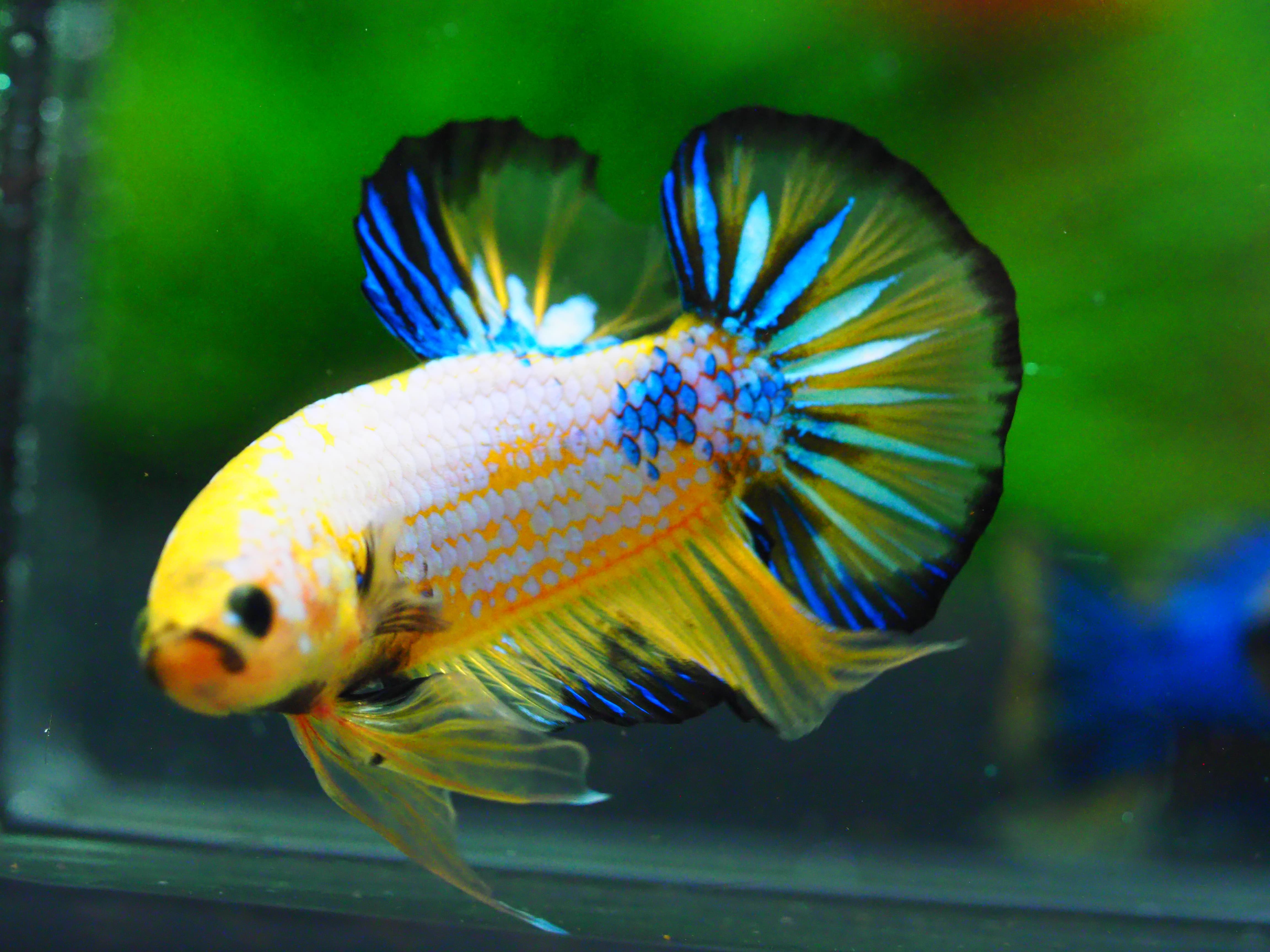 HMPK FANCY MALE GRADE A +++