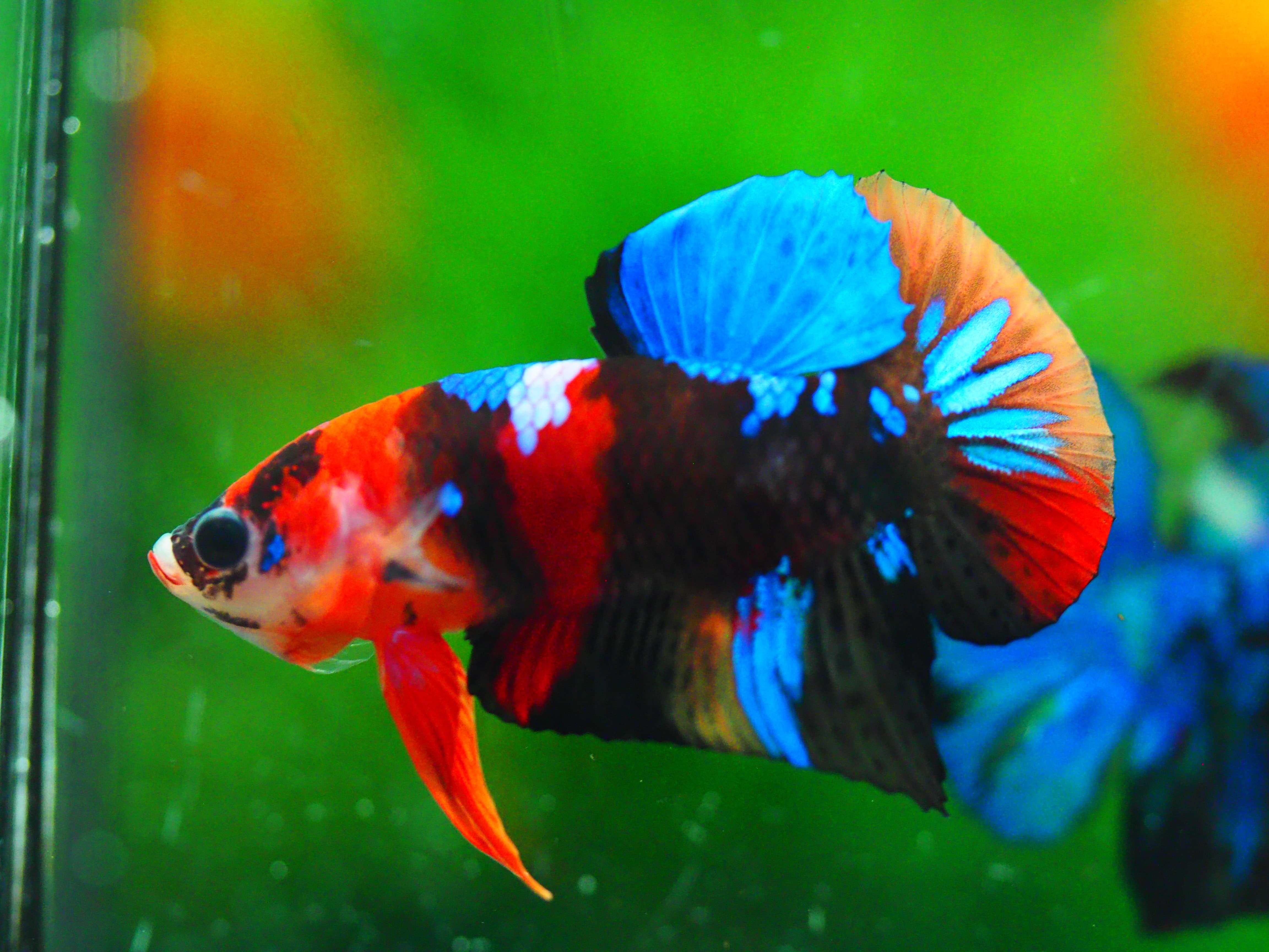 HMPK KOI GALAXY MALE GRADE A +++