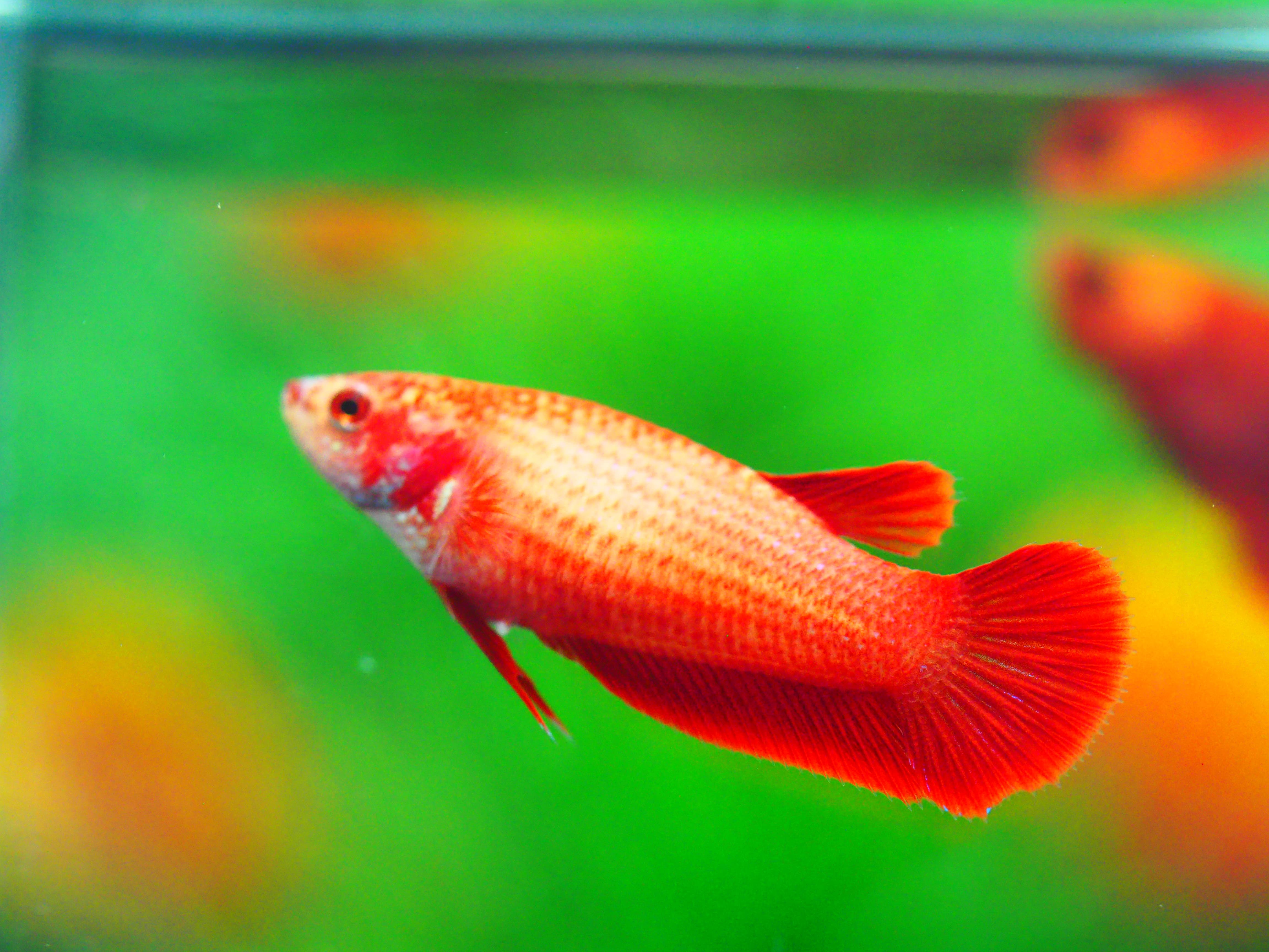 HMPK RED FEMALE GRADE A +++