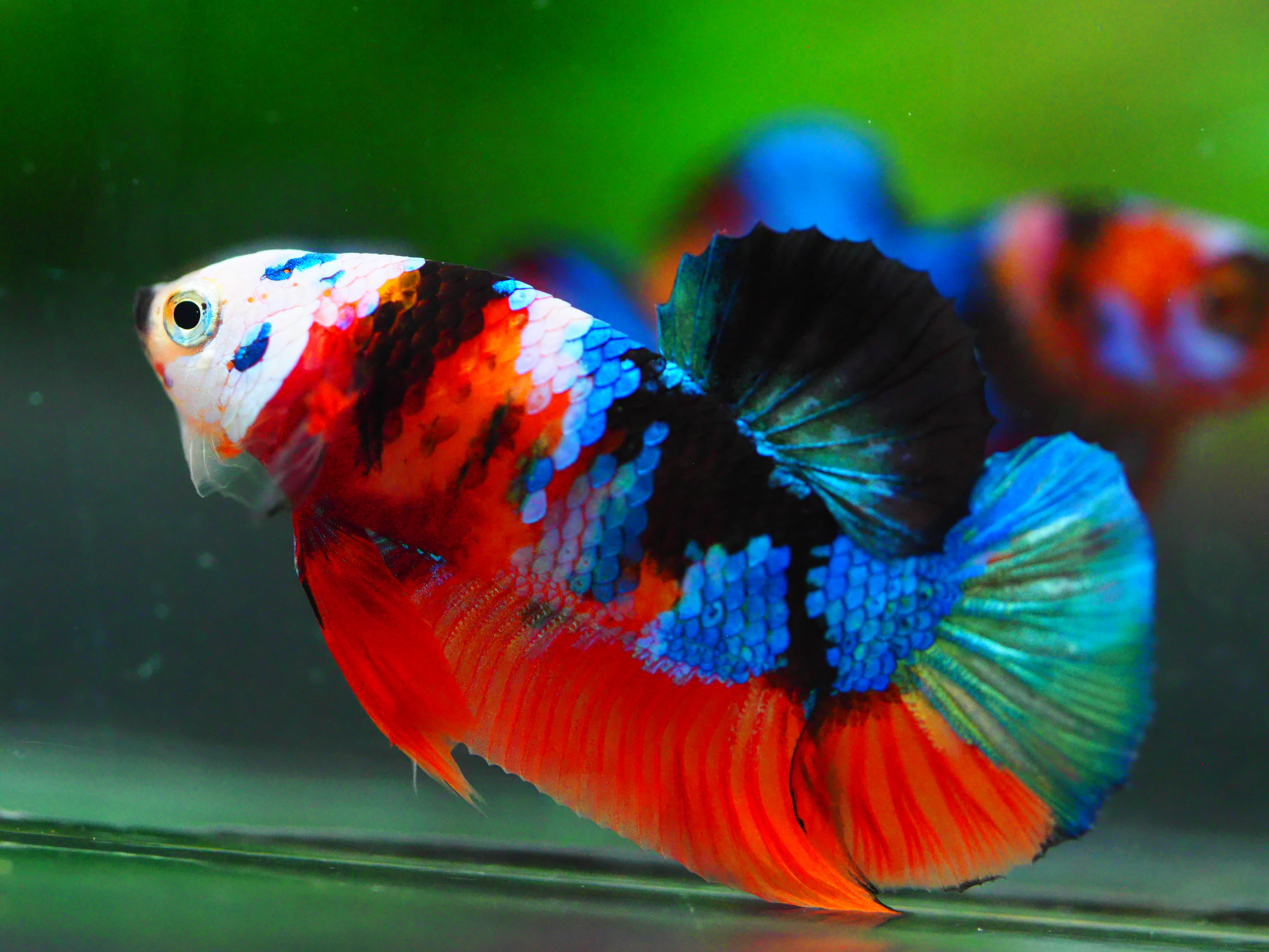 HMPK NEMO GALAXY MALE GRADE A +++