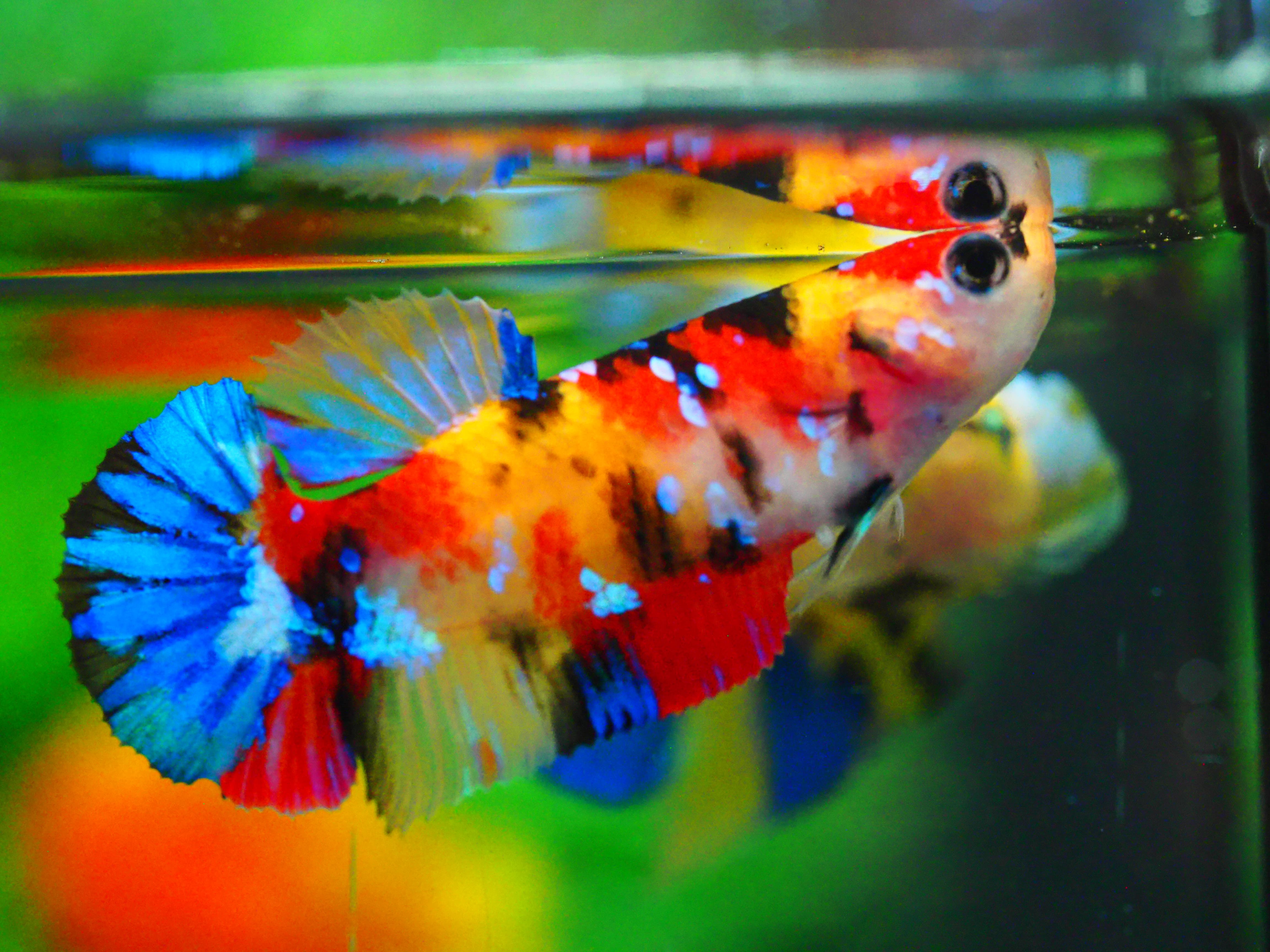 HMPK NEMO GALAXY FNMALE GRADE A +++