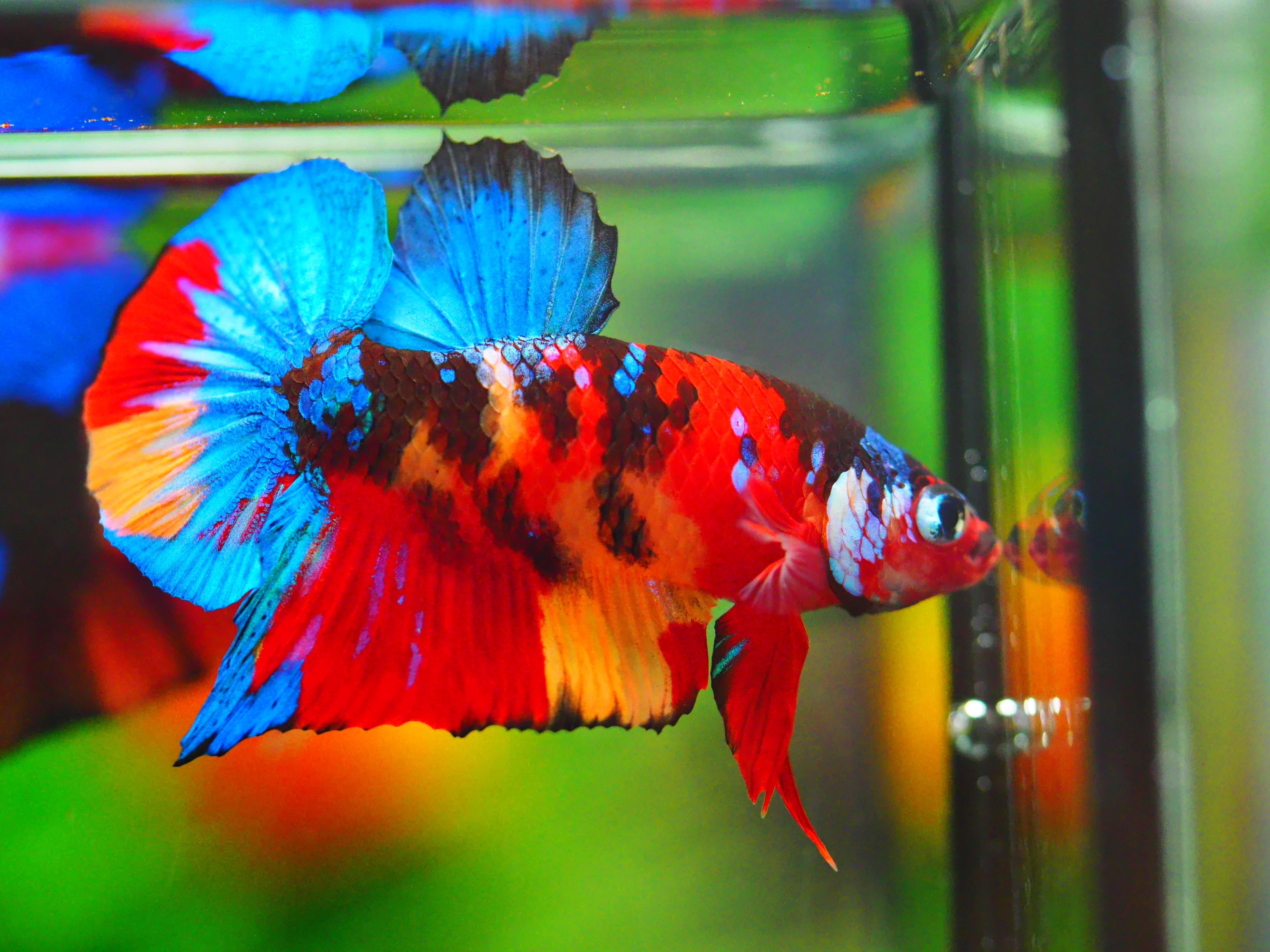 HMPK NEMO GALAXY MALE GRADE A +++