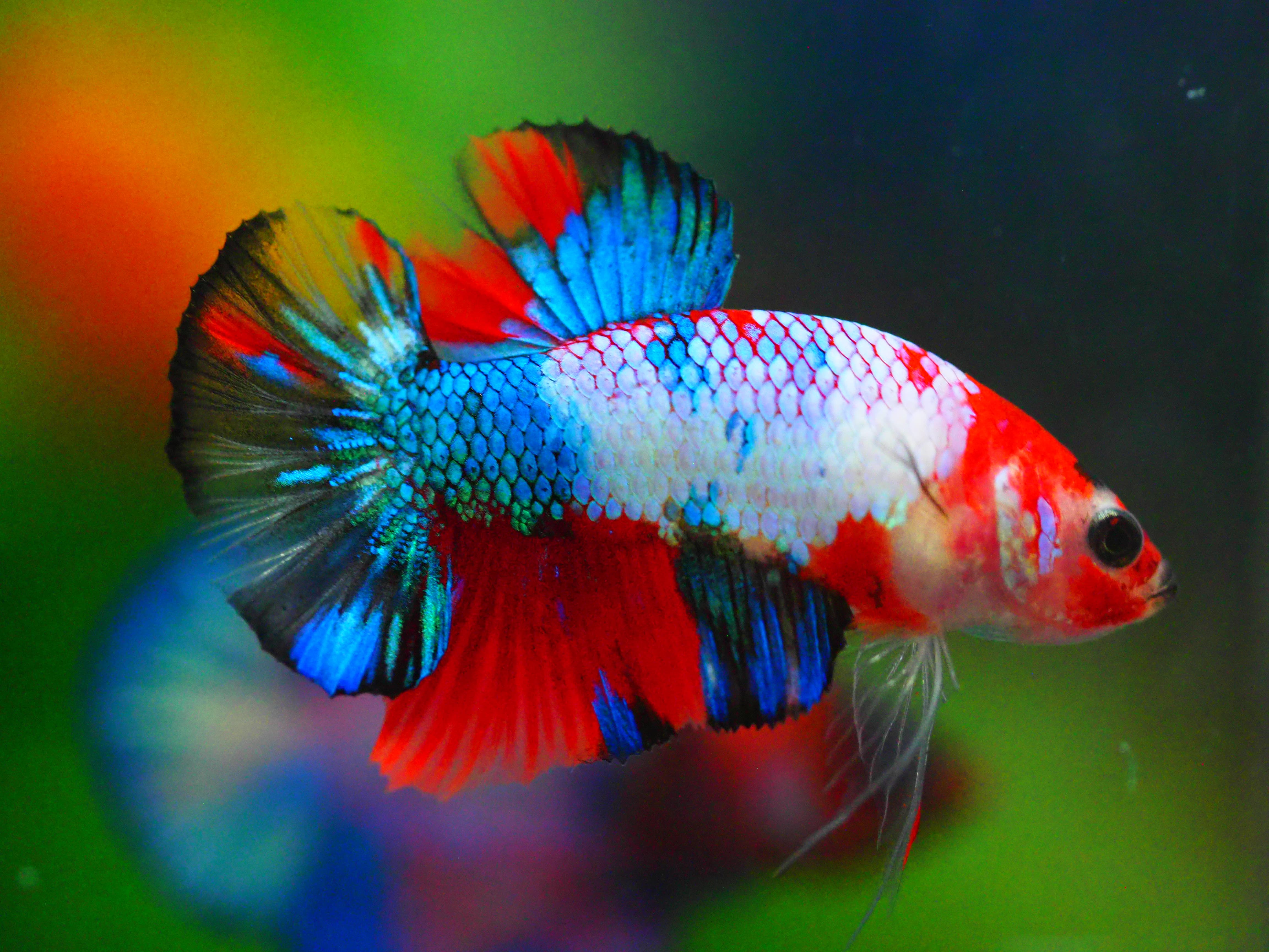 HMPKKOI GALAXY MALE GRADE A +++