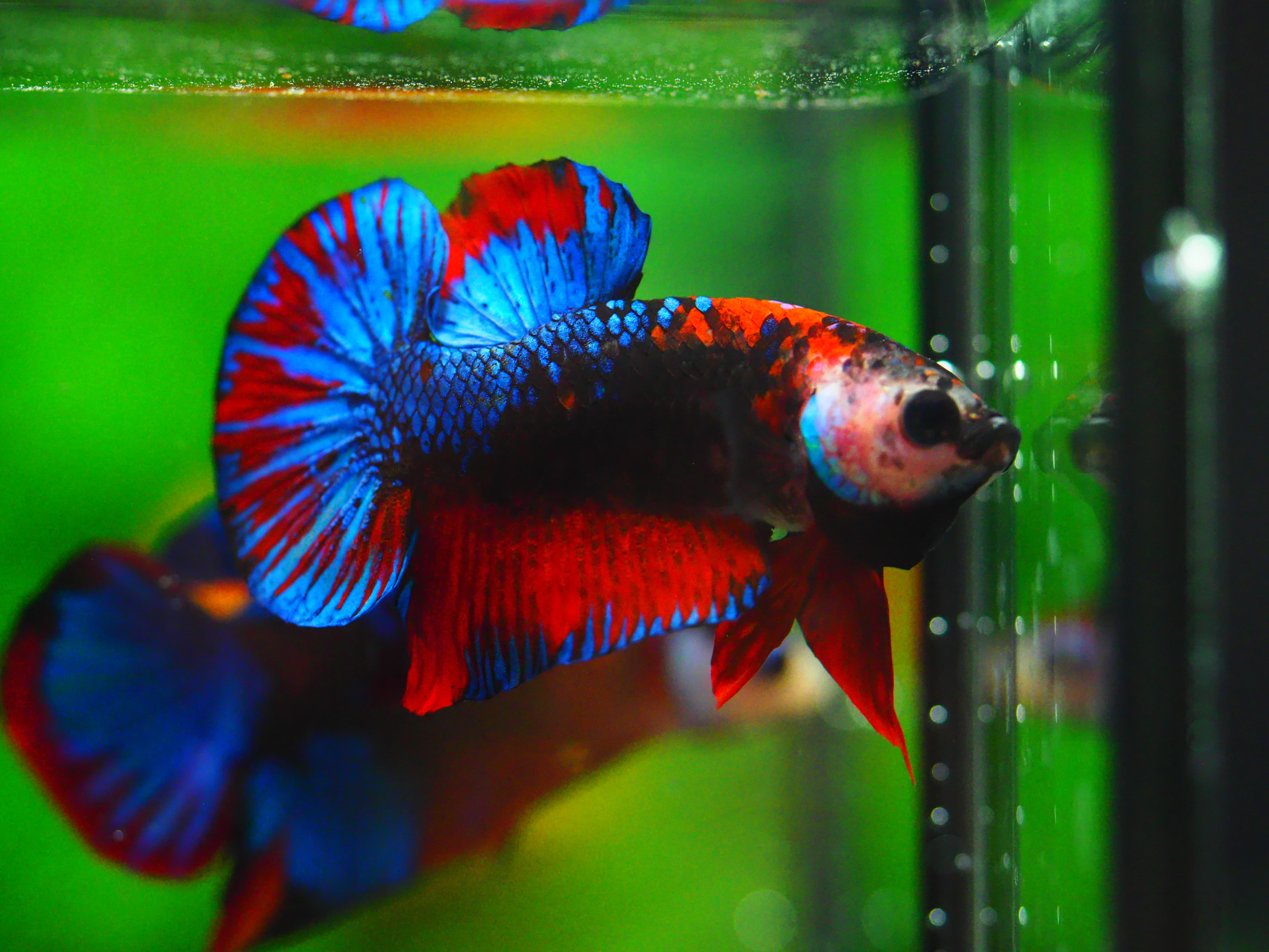 HMPK KOI GALAXY MALE GRADE A +++