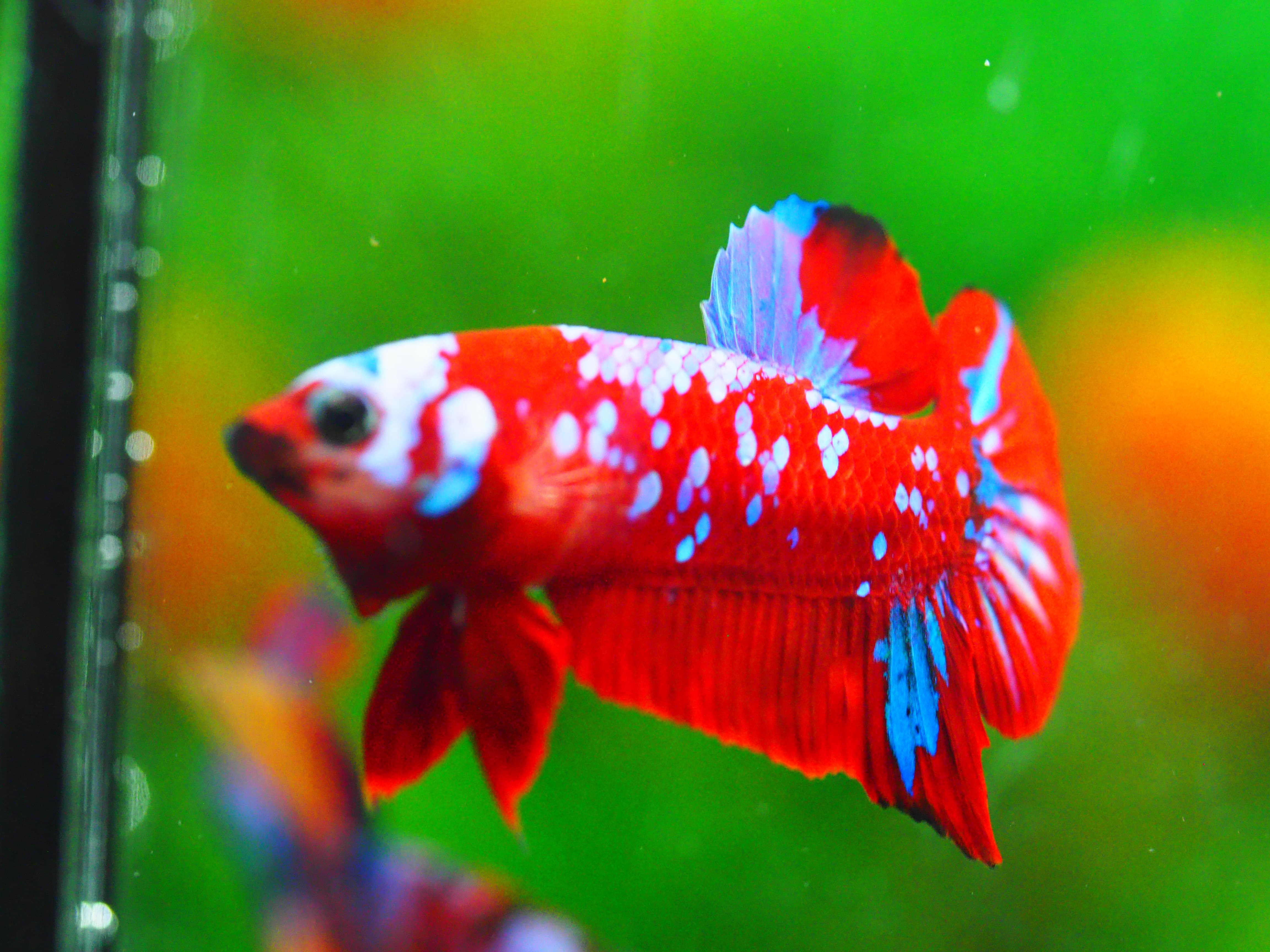 HMPK KOI GALAXY MALE GRADE A +++