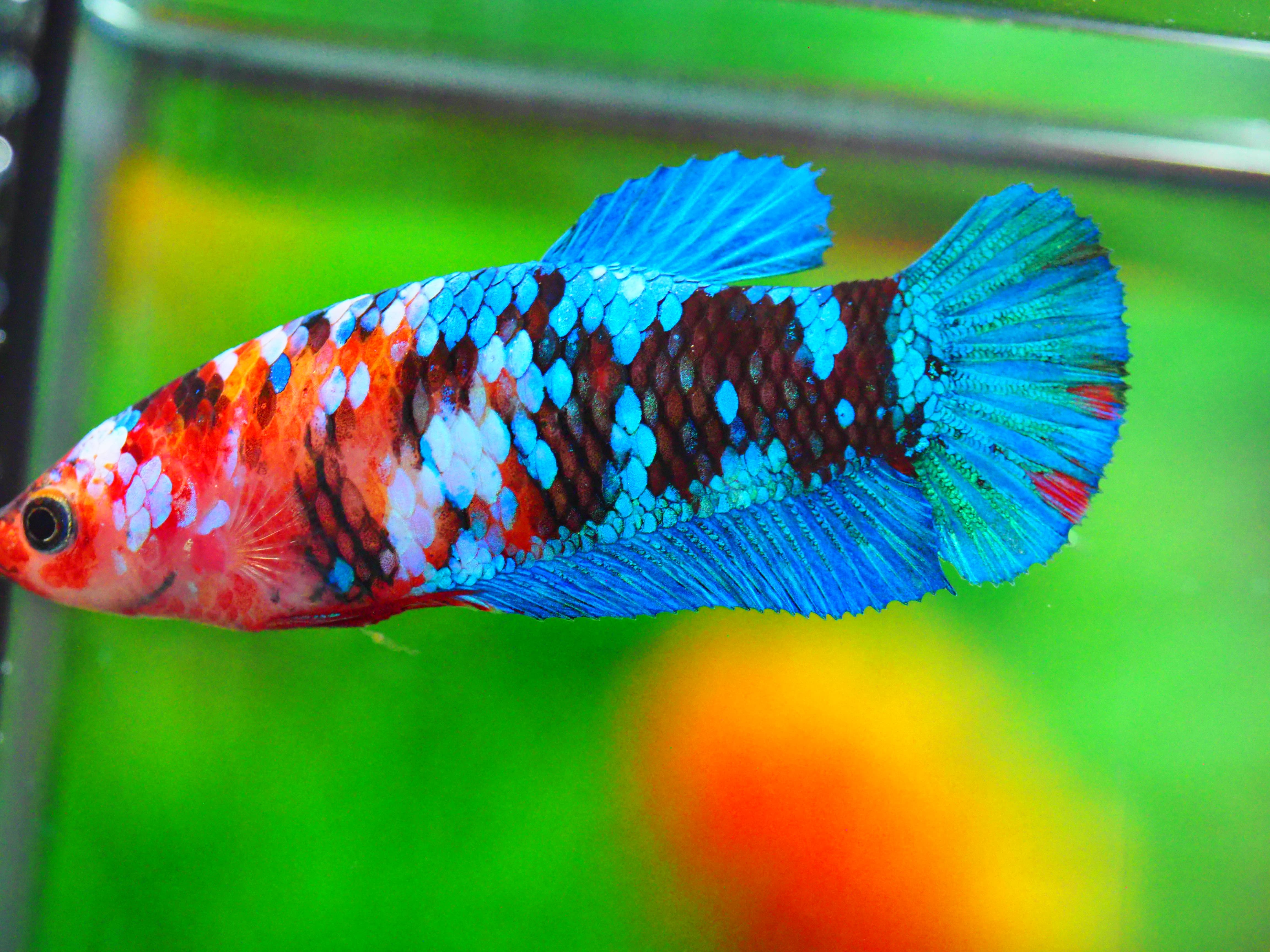 HMPK KOI GALAXY FNMALE GRADE A +++