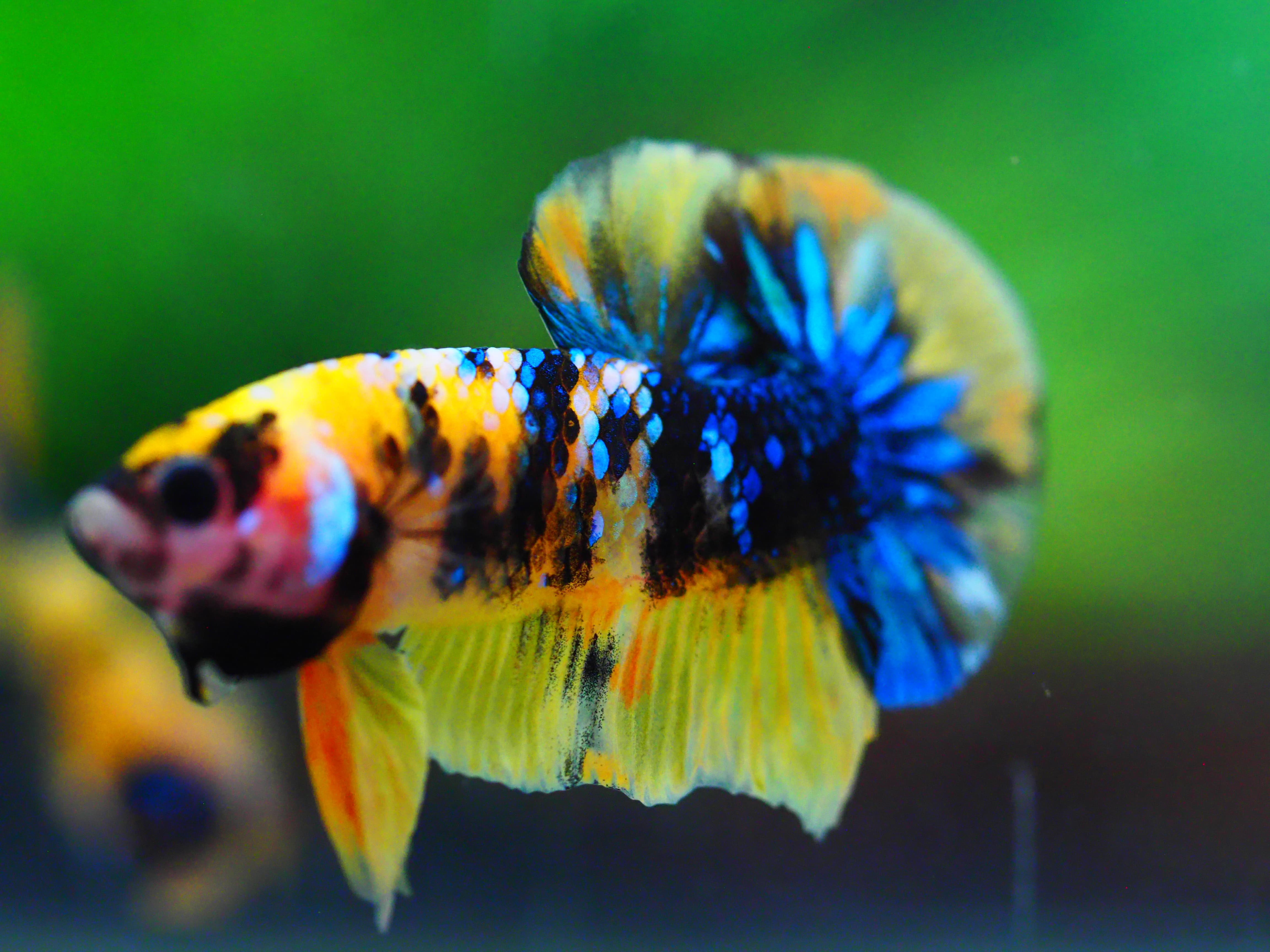 HMPK KOI GALAXY MALE GRADE A +++