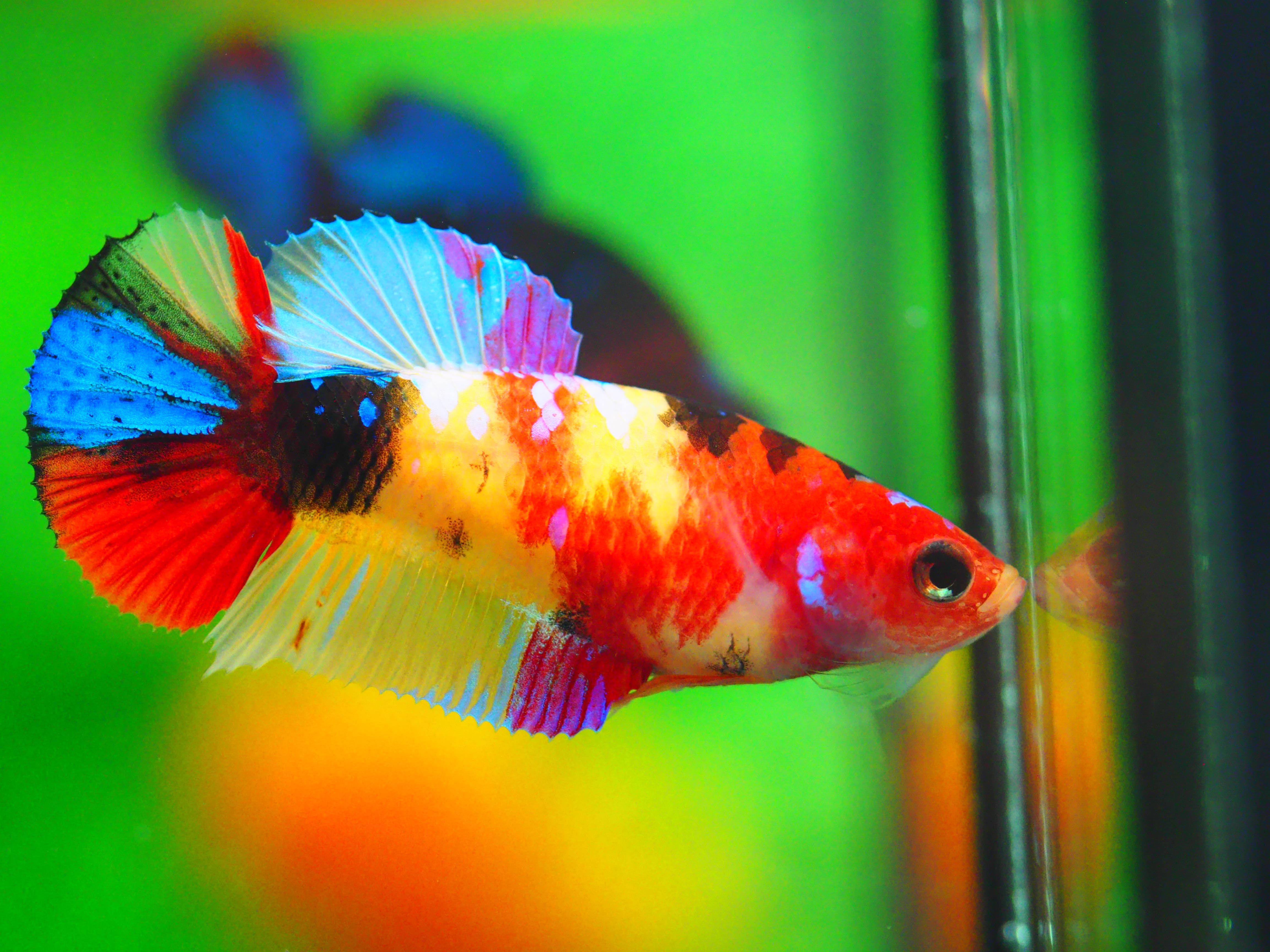 HMPK NEMO GALAXY FNMALE GRADE A +++