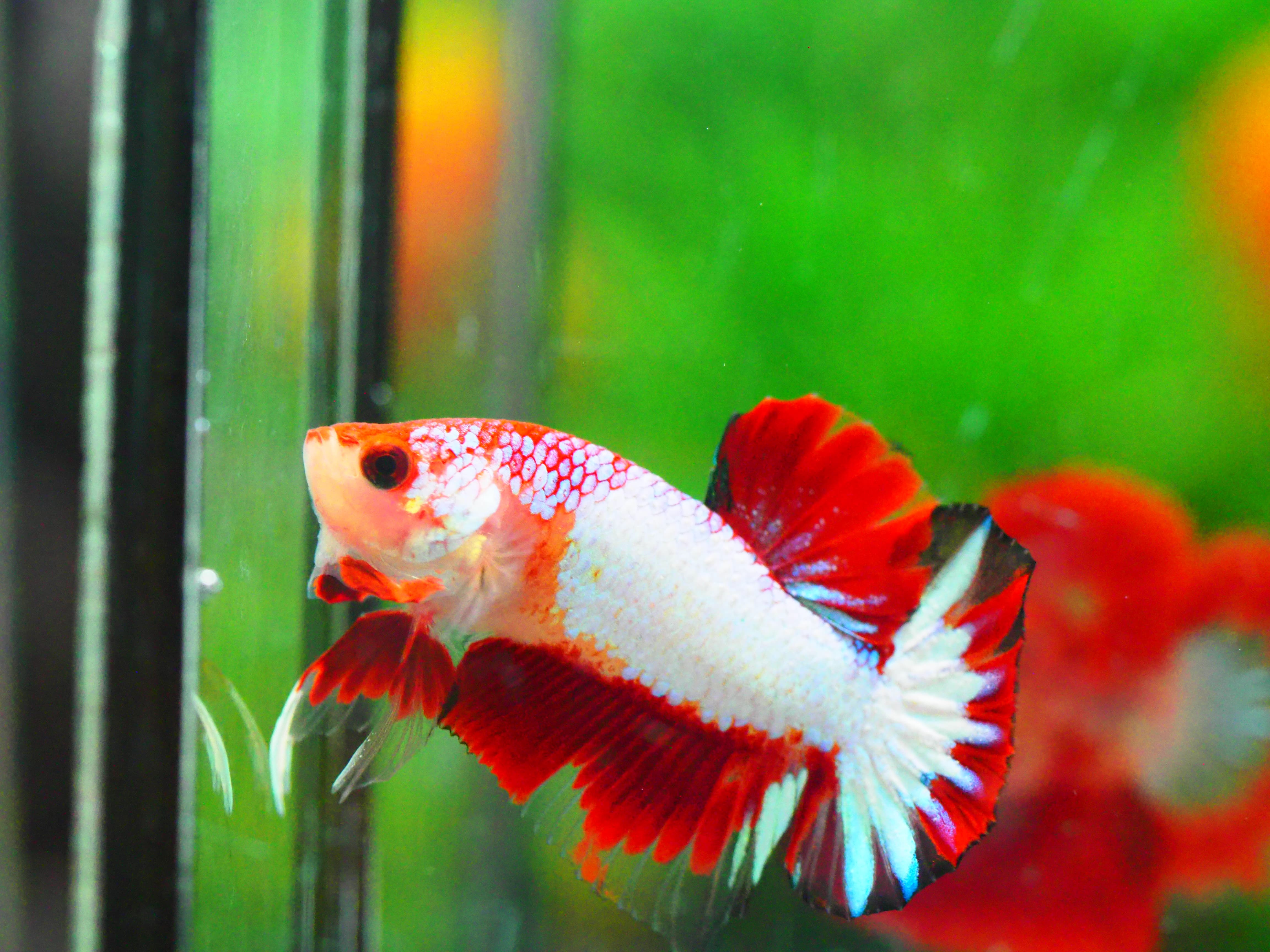 HMPK FANCY MALE GRADE A +++