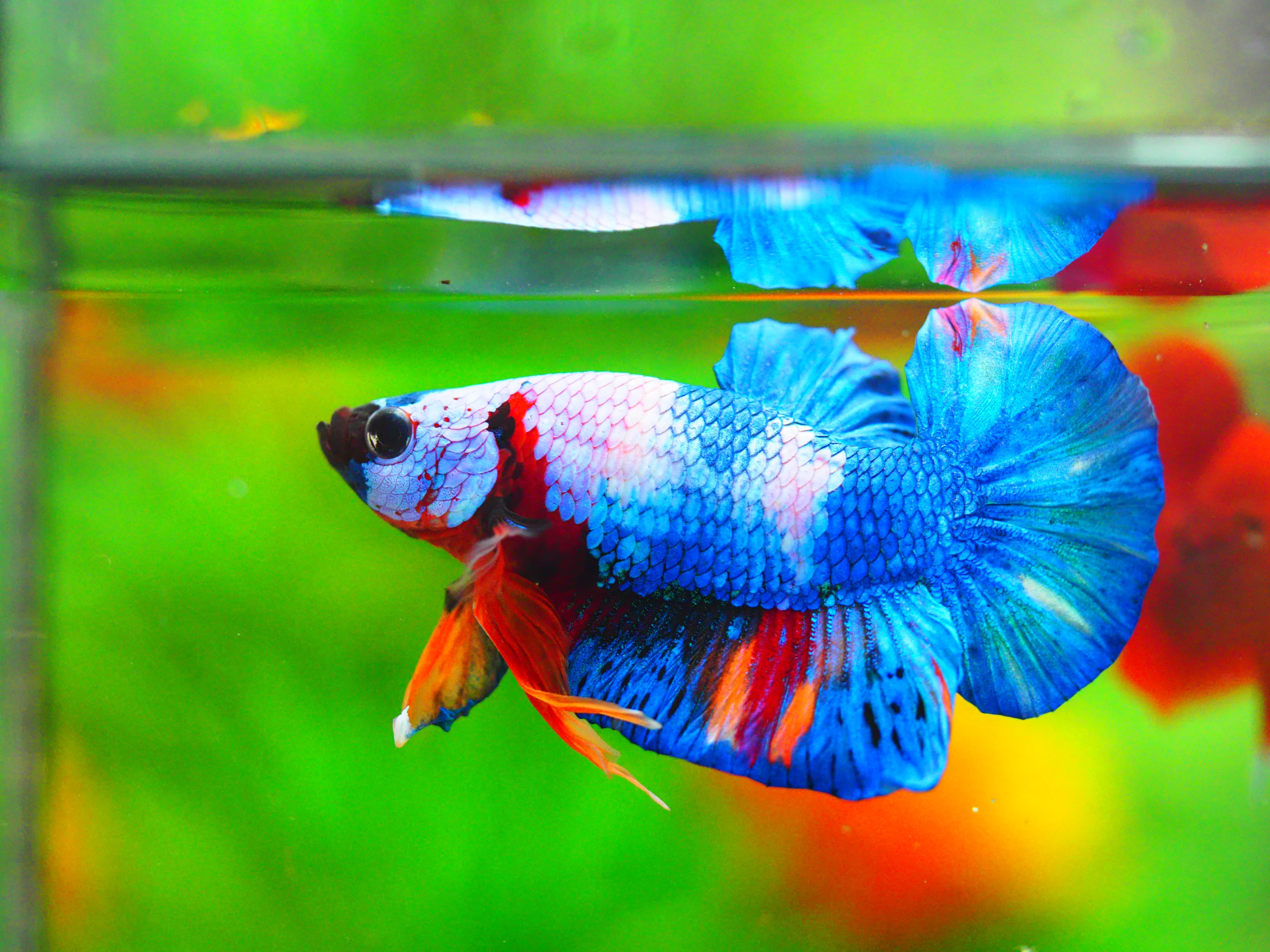 HMPK FANCY MALE GRADE A +++ ปลาเด็ก