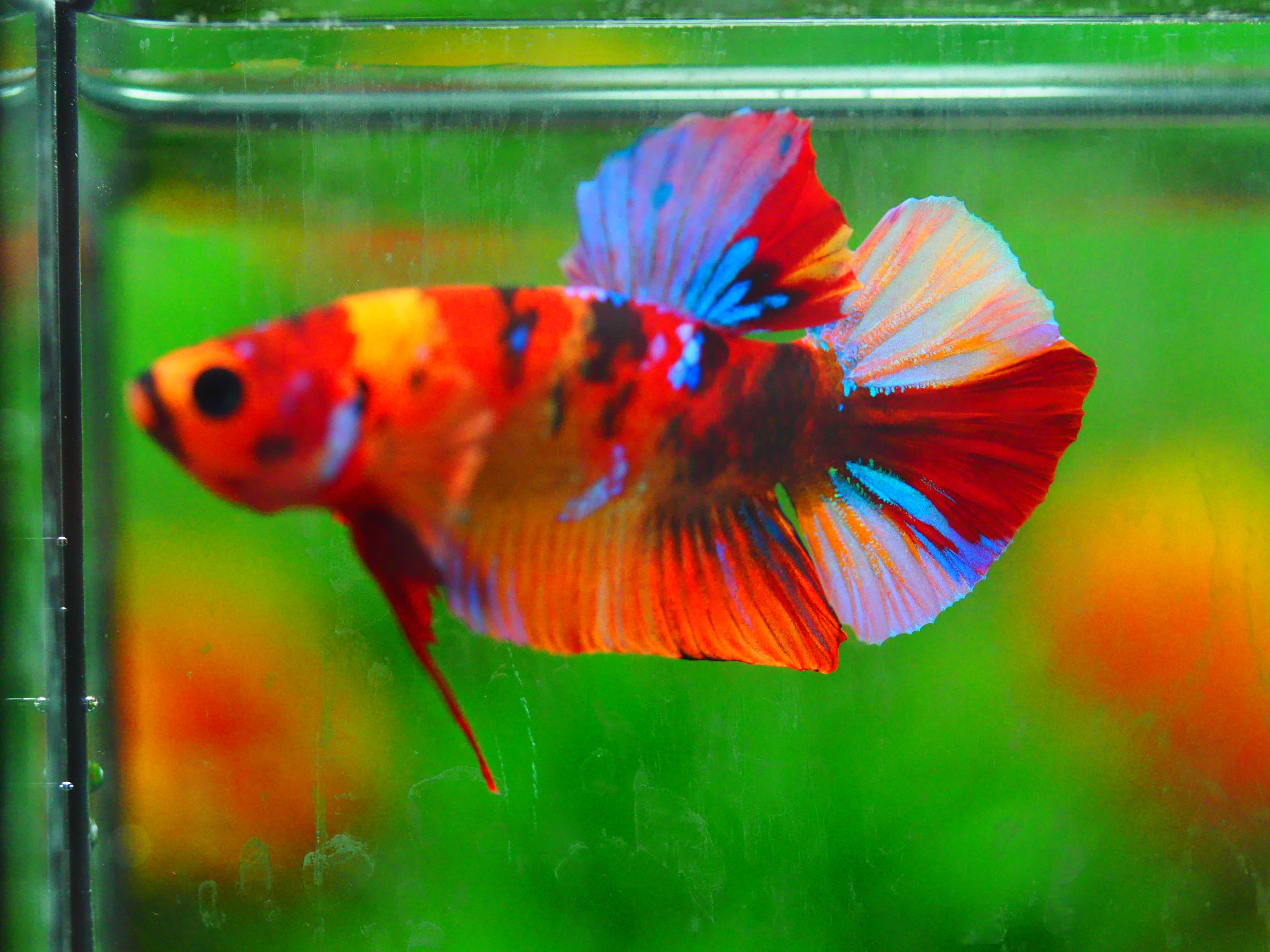 HMPK NEMO GALAXY MALE GRADE A +++