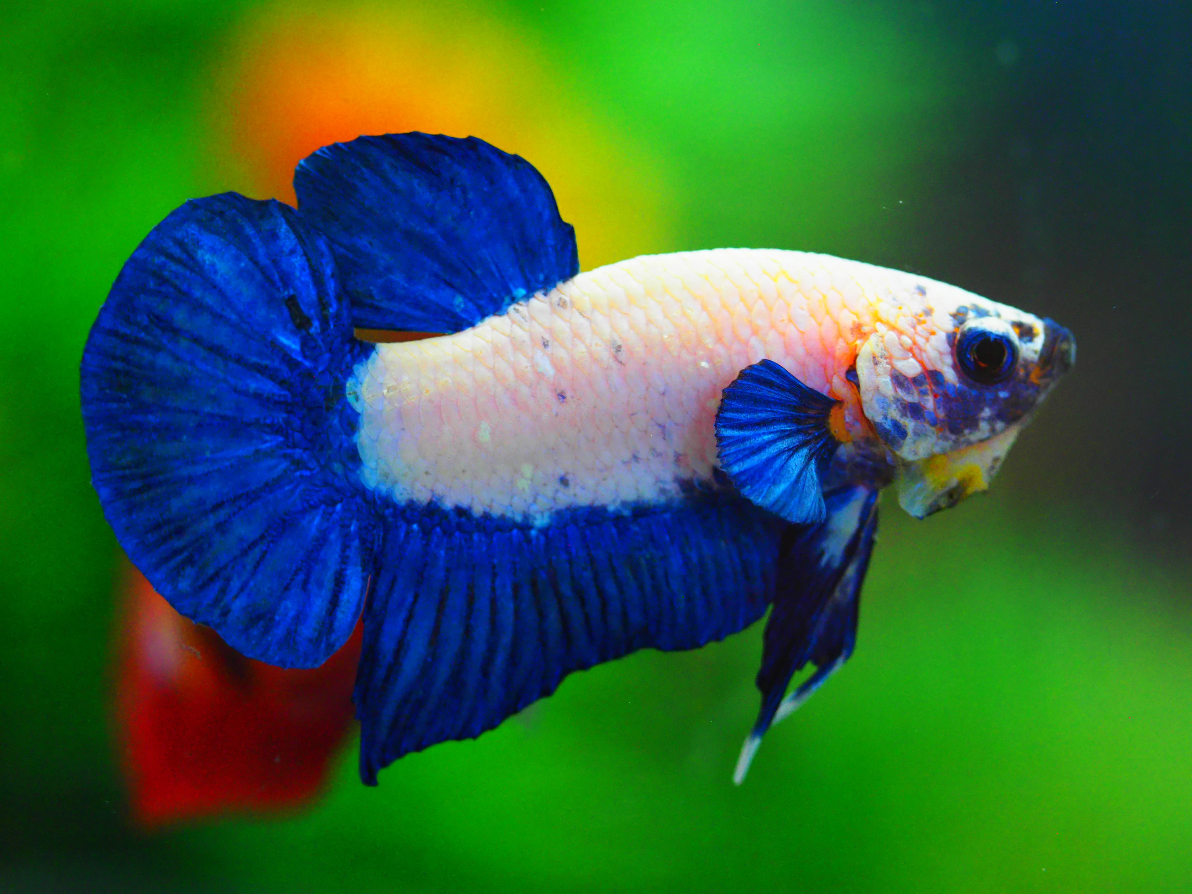 HMPK FANCY MALE GRADE A +++