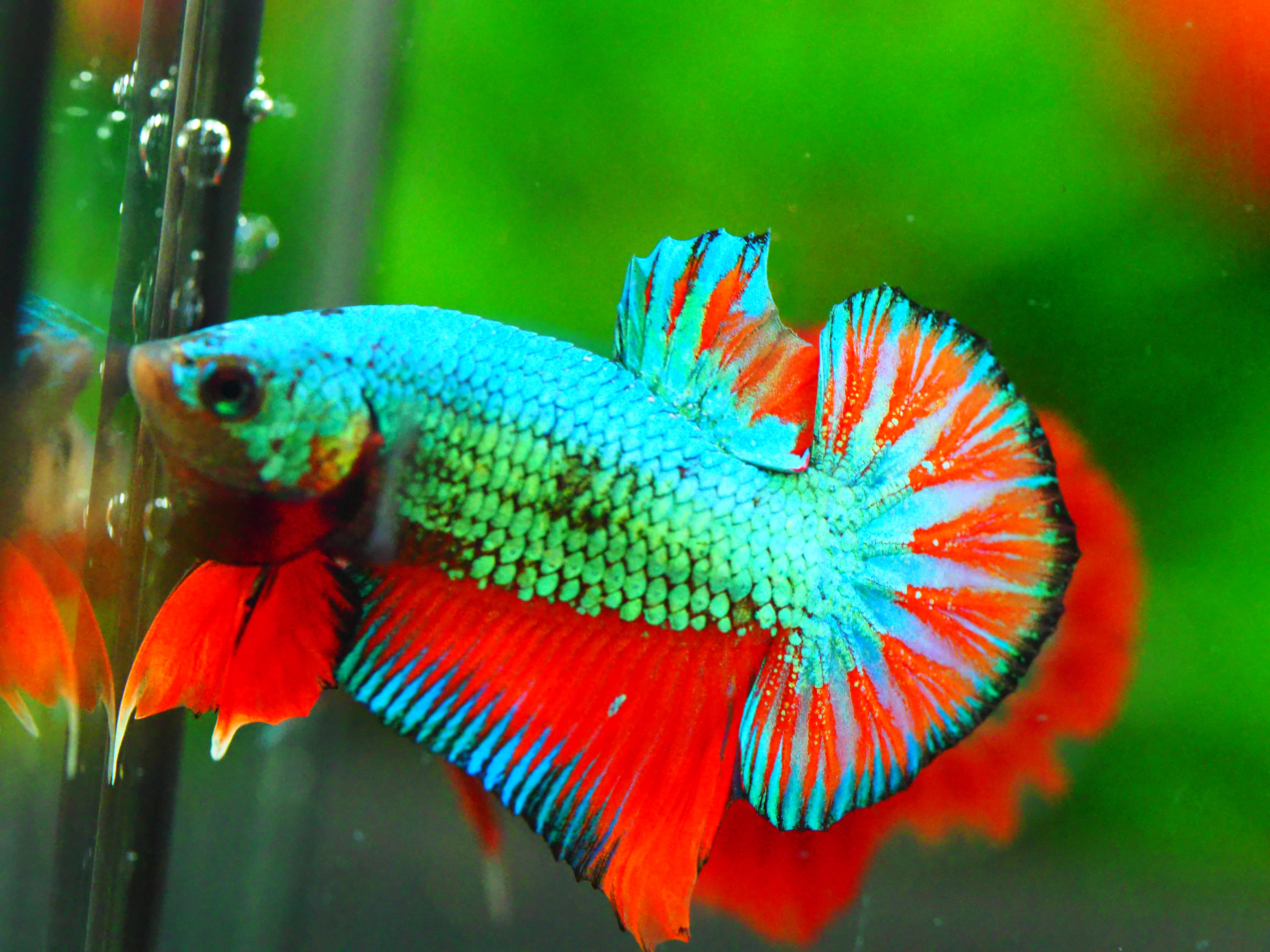 HMPK FANCY MALE GRADE A +++