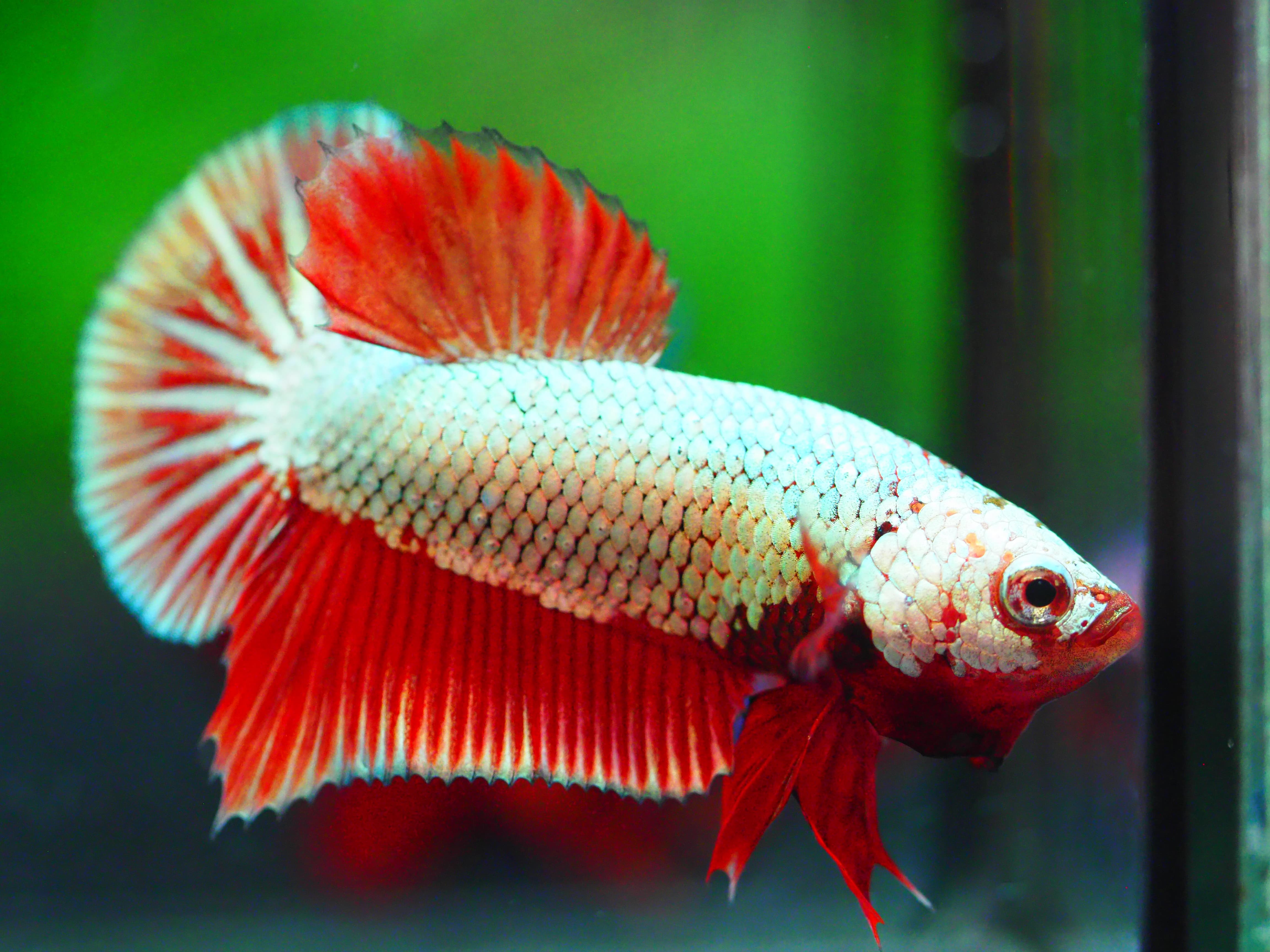 HMPK FANCY MALE GRADE A +++