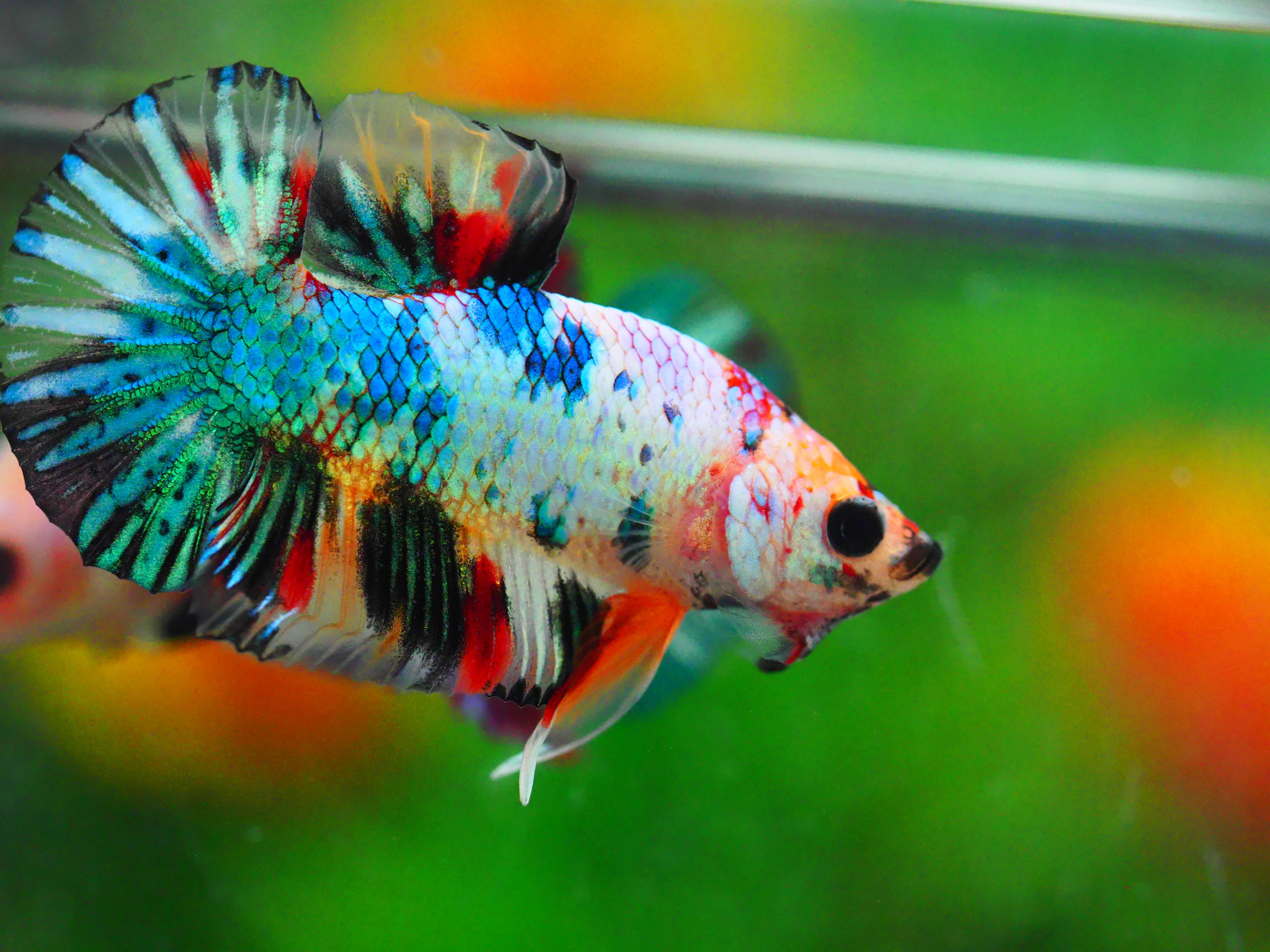 HMPK KOI GALAXY MALE GRADE A +++