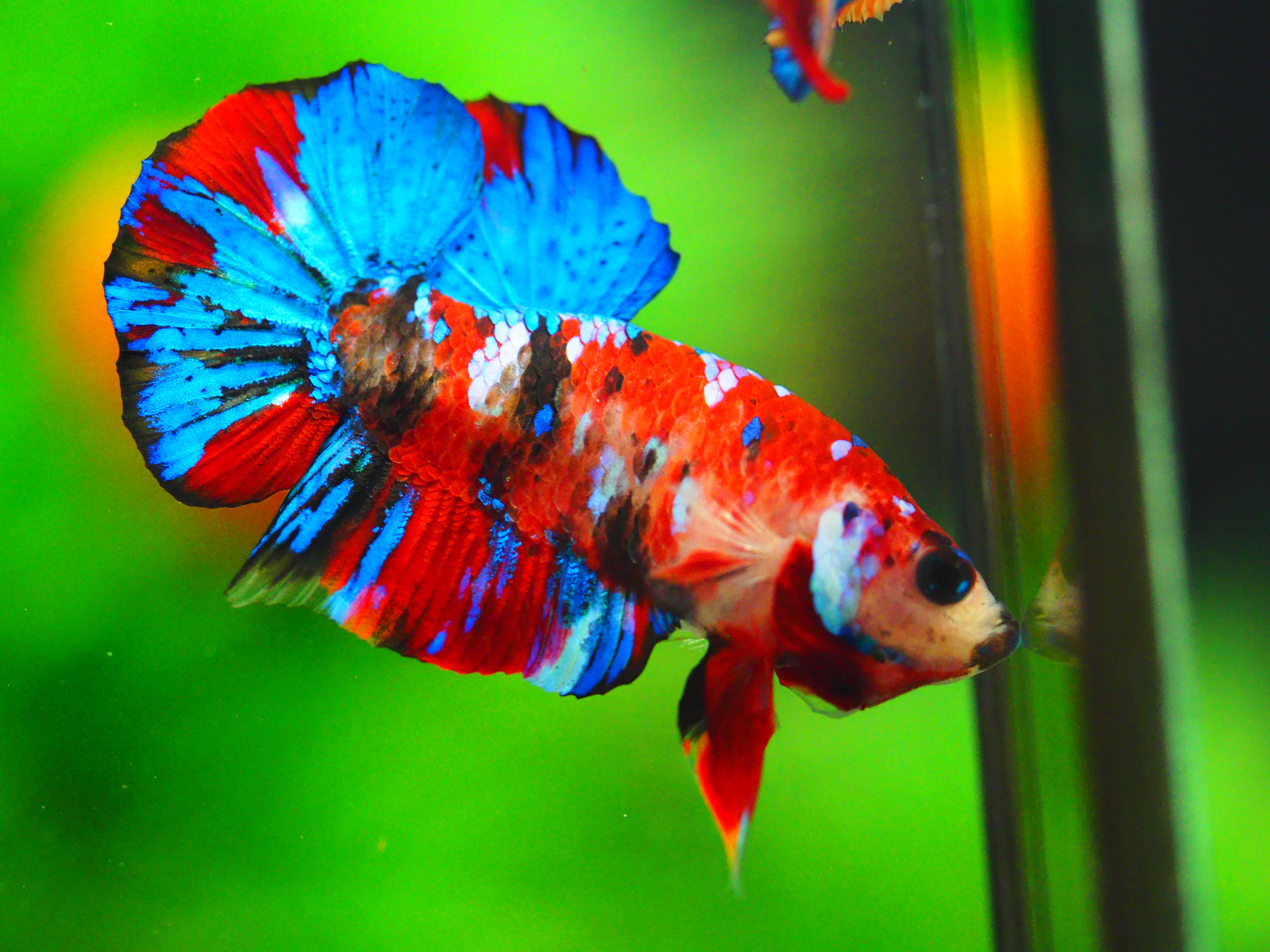 HMPK KOI GALAXY MALE GRADE A +++