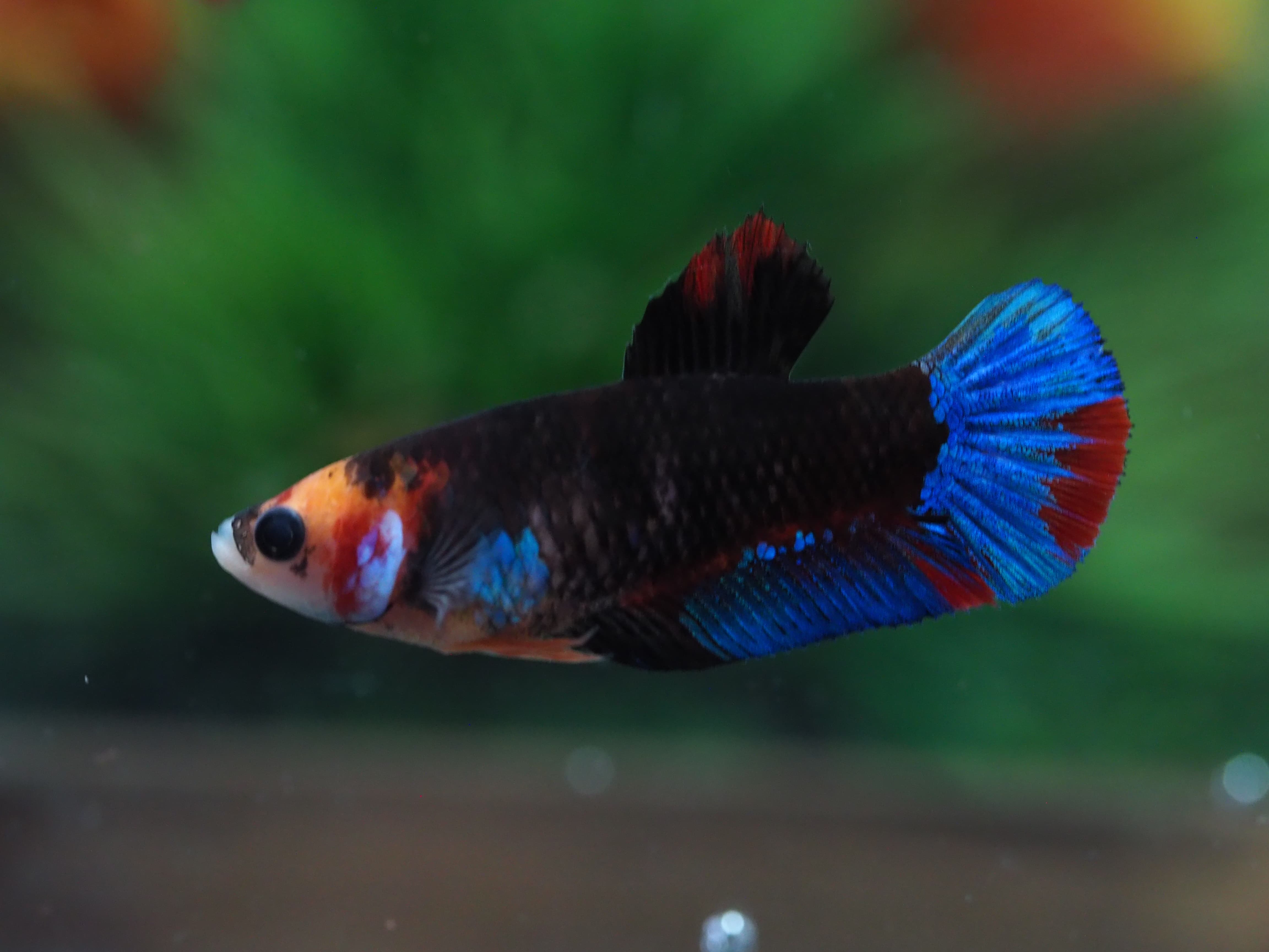 HMPK KOI GALAXY GRADE A++ FEMALE