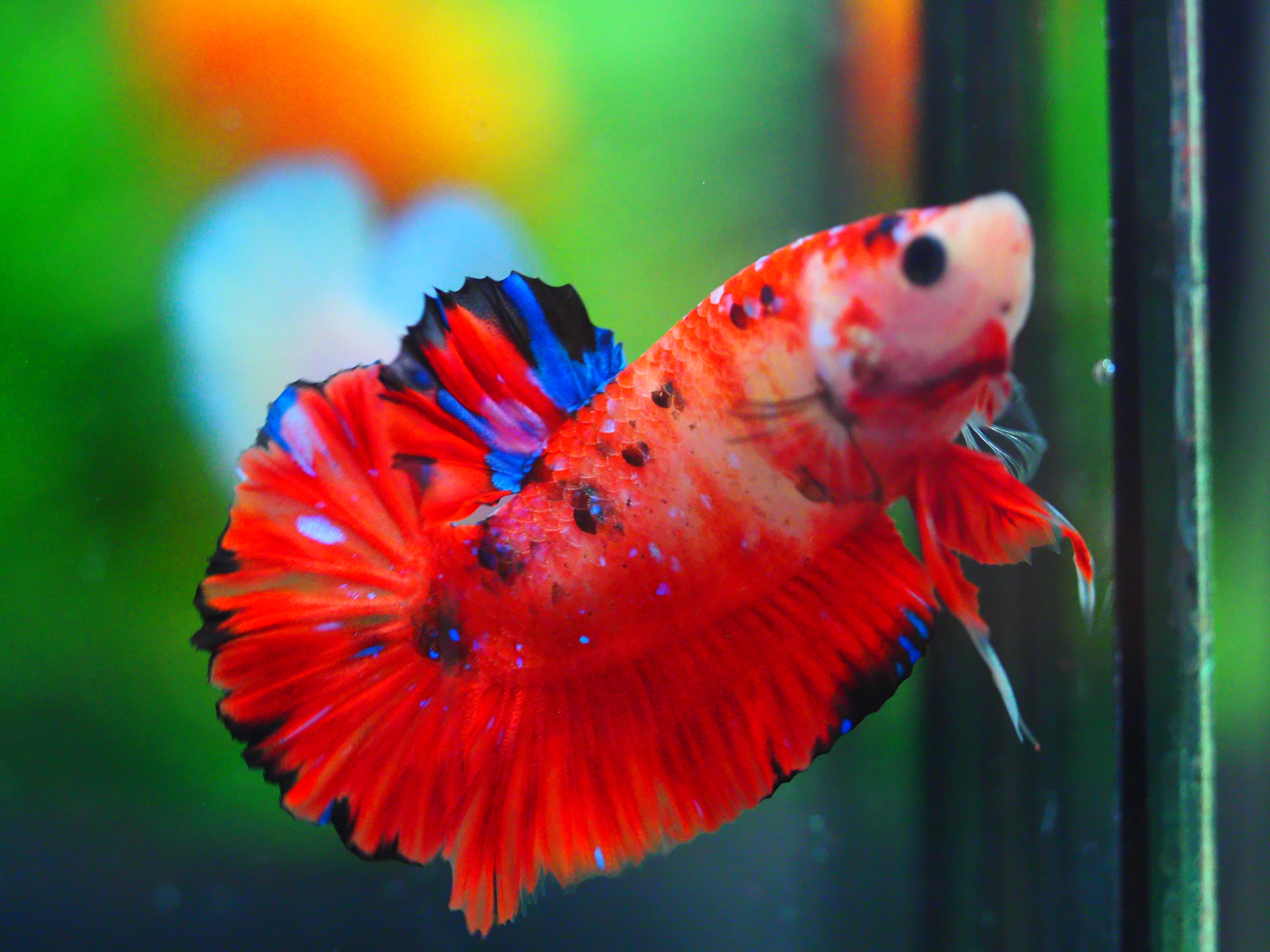 HMPK KOI GALAXY MALE GRADE A +++