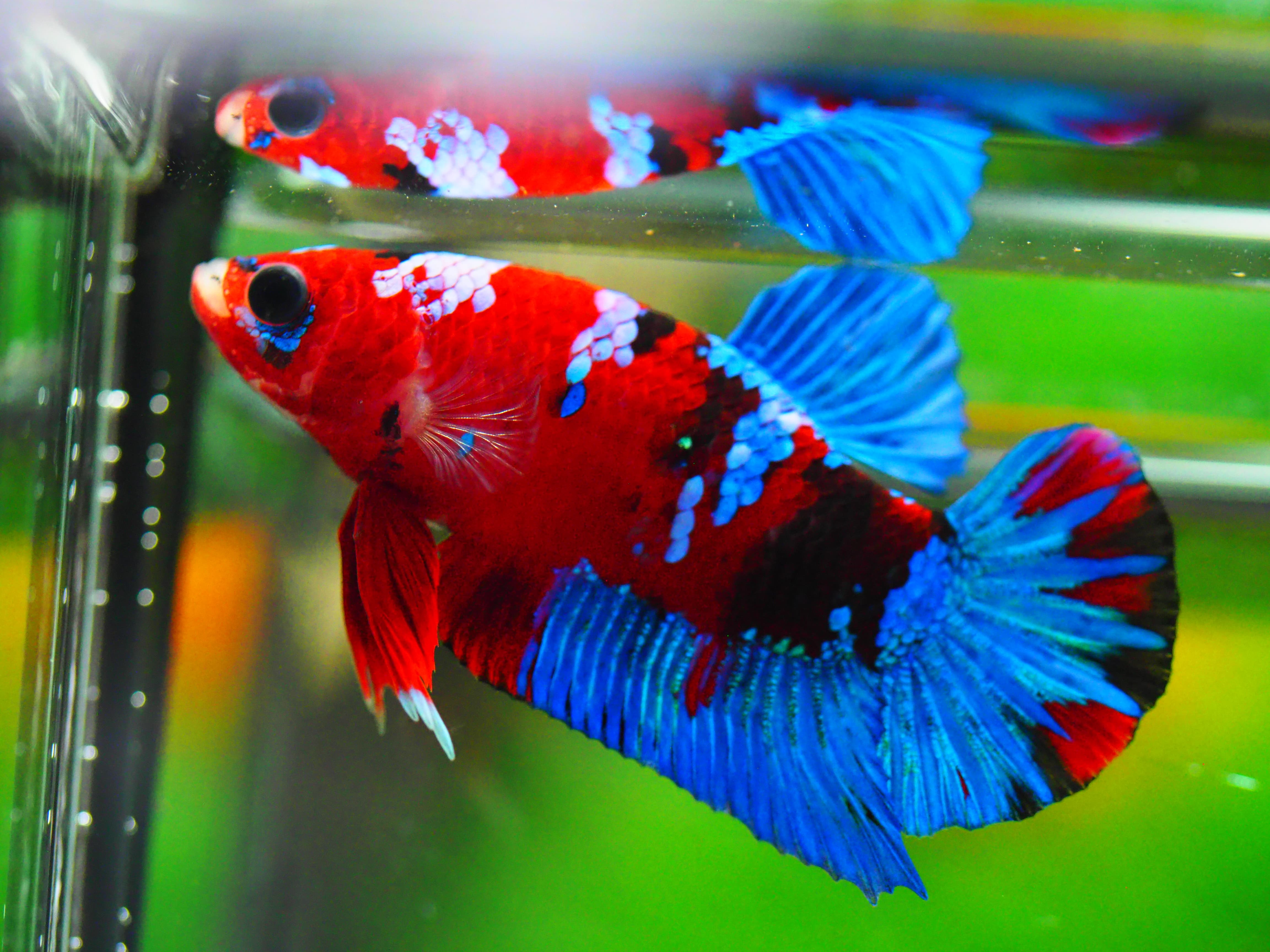 HMPK KOI GALAXY MALE GRADE A +++